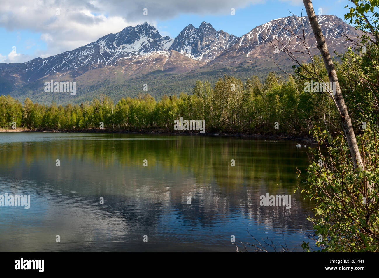 New spring leaves and the Chugach Mountains are mirrored on the surface of Reflections Lake, Palmer Hay Flats, Alaska. Stock Photo