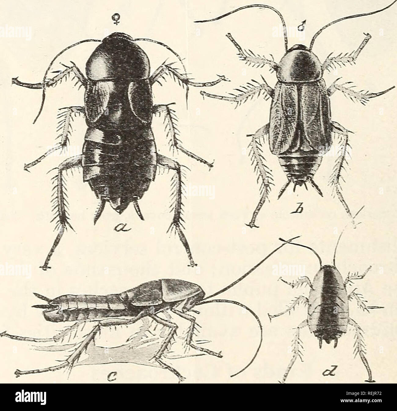 Cockroaches and their control. Cockroaches. Figure 2.—The Australian  cockroach: a. Male with wings spread; 6, female; c, nymph. All life size.  The Australian cockroach (Periplaneta australasiae F.) (fig. 2) resembles  very