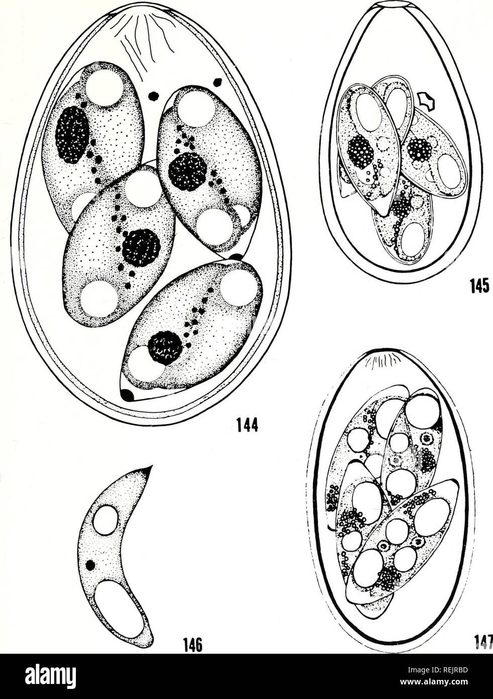 . The coccidian parasites (Protozoa, Sporozoa) of ruminants. Coccidia; Ruminants. 23:. Plate 33 Figs. 144-147. E. auburnensis Christensen and Porter, 1939. Fig. 144. Specu- lated oocyst from Bos taunts (from Nyberg and Hammond, 1965). X 2500. Fig. 145. Sporulated oocyst from Bos taurus (from Joyncr et al., 19G6). X 1620. Fig. 146. Sporozoite (from Nyberg and Hammond, 1965). X 2500. Fig. 147. Sporulated oocyst from Bubalus bubalis (from Bhatia et al., 1968). X 1500.. Please note that these images are extracted from scanned page images that may have been digitally enhanced for readability - colo Stock Photo