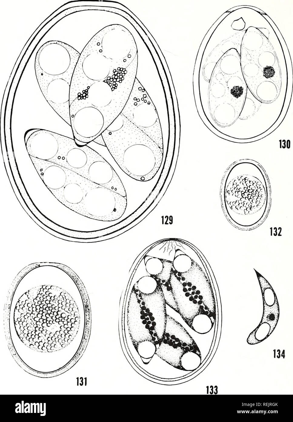 The Coccidian Parasites Protozoa Sporozoa Of Ruminants Coccidia Ruminants 280 Plate 30 Figs 129 131 E Canadensis Bruce 1921 From Bos Taunts Fig 129 Oocyst From Levine And Ivens 1967 X 2592