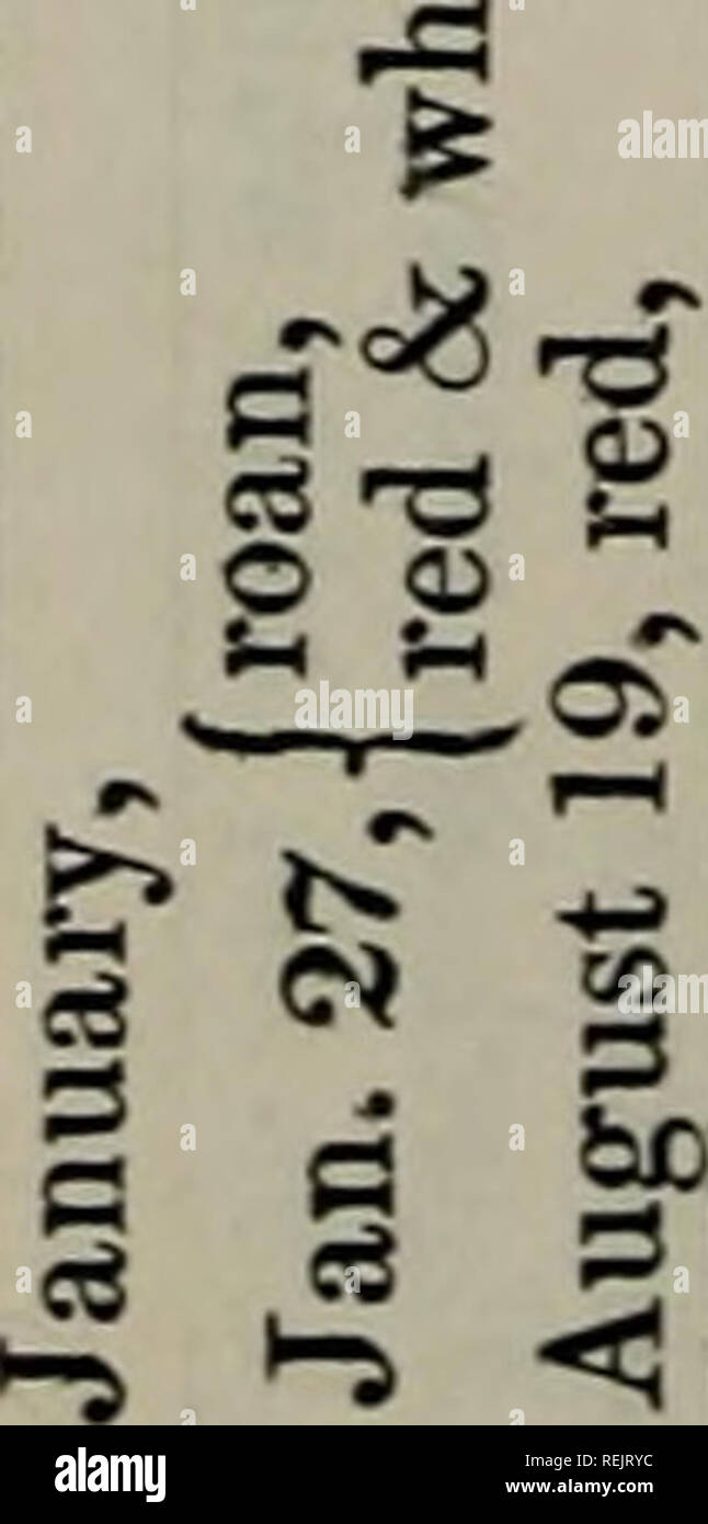Coates S Herd Book 680 Cows O H O Fcc Bo B O G Lt 4 Vs O O O Ts Quot Quot O