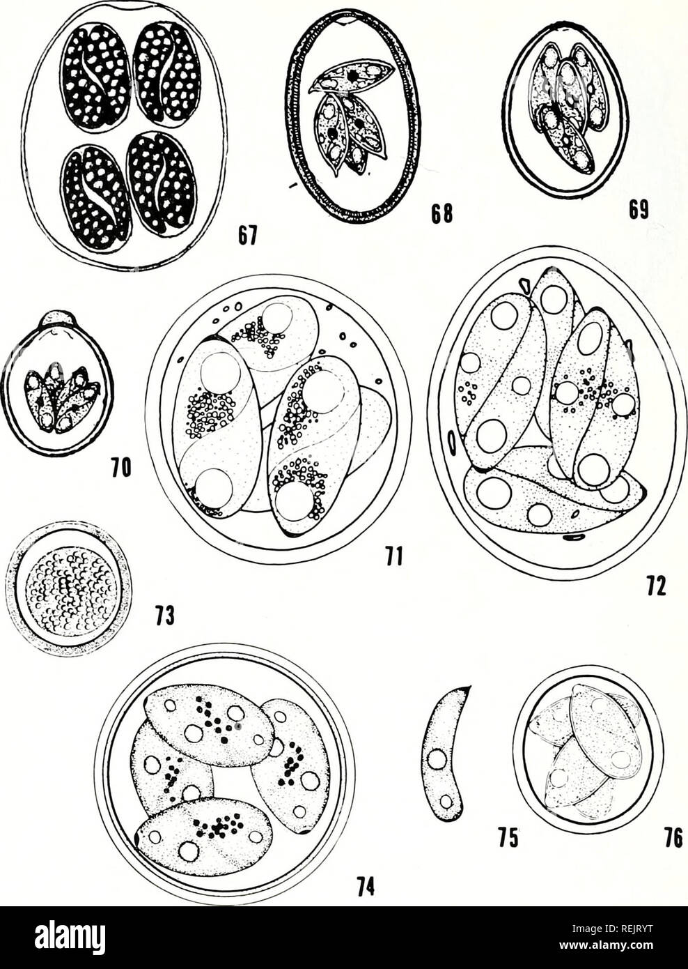 . The coccidian parasites (Protozoa, Sporozoa) of ruminants. Coccidia; Ruminants. 20S. Plate 11 Fig. 67. E. yakimovi Rastegaieff, 1929 from Boselaphus tragocamelus (from Rastegaieff, 1930). Fig. 68. E. thianethi Gwelessiany, 1935 from Bubalus bubalis (from Patnaik, 1965). X770. Fig. 69. E. ovoidalis Ray and Mandal, 1961 from Bubalus bubalis (from Patnaik, 1965 — cited as E. ivijomingensis). X 770. Fig. 70. E. gokaki Rao and Bhatavdekar, 1959 from Bubalus bubalis (from Patnaik, 1965 — cited as E. brasiliensis). X 770. Figs. 71-76. E. zuernii (Rivolta, 1878) Martin, 1909 from Bos taurus. Fig. 71 Stock Photo