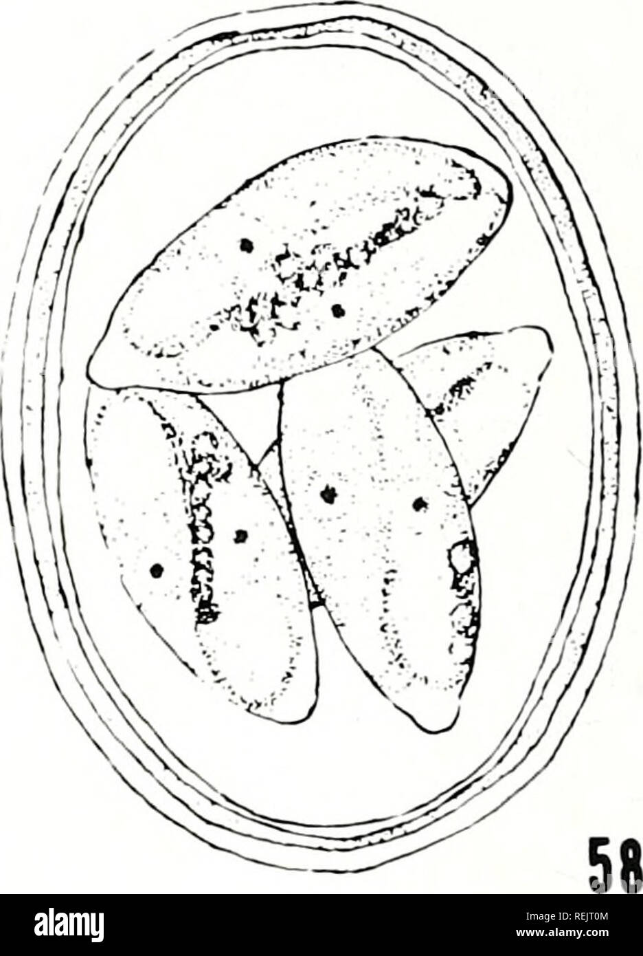 The Coccidian Parasites Protozoa Sporozoa Of Ruminants Coccidia Ruminants 51 Plate 9 Fig 52 E Antilocaprae Huizinga 1942 From Antilocapra Americana From Todd Hammond And O Gara 1967 X 57 Fig 53