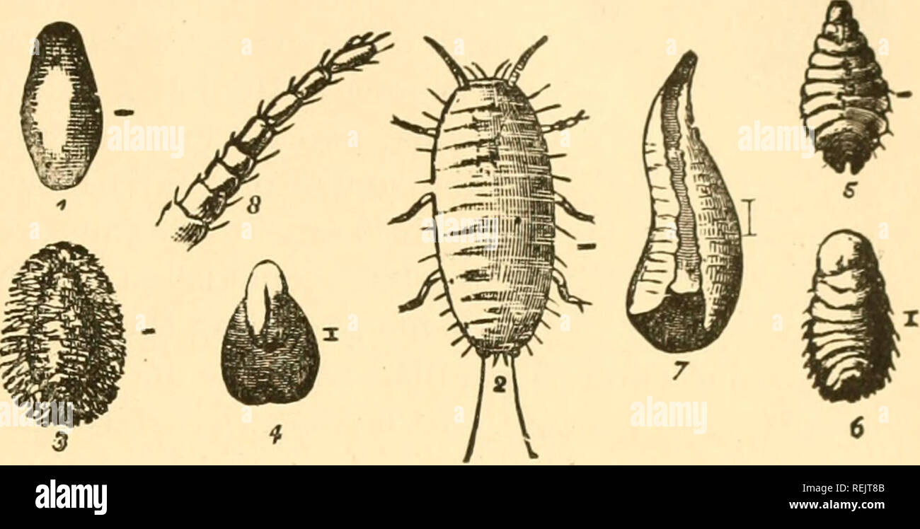 . The Coccidae of California; a descriptive list of the different scale insects found in and reported from California. Coccidae -- California. THE COCCIDAE OF CALIFORNIA. 69 the first, and is deeply incised; mesal lobule with mesal margin as long as lateral margin of the first lobe, and rounded posteriorly; lateral lobule about half the length and width of mesal lobule, and similar in shape. Third lobule obsolete. The plates are long, simple, and tapering. Eggs.—These are white, and are arranged irregularly under the scale. Scale of Male.—The scale of the male of this species is usually straig Stock Photo