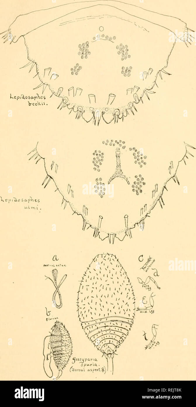 . The Coccidae of California; a descriptive list of the different scale insects found in and reported from California. Coccidae -- California. THE COCCID.E OF CALIFORNIA. PLATE IX.. eioi&quot;cLoiapli a, rostral setsc; 6, female larva; c, antennse; d, fore leg; e, middle leg; /, hind leg. DETAILS OF CALIFORNIA COCCID.E.. Please note that these images are extracted from scanned page images that may have been digitally enhanced for readability - coloration and appearance of these illustrations may not perfectly resemble the original work.. Carnes, Edward K; California. State Horticultural Commi Stock Photo