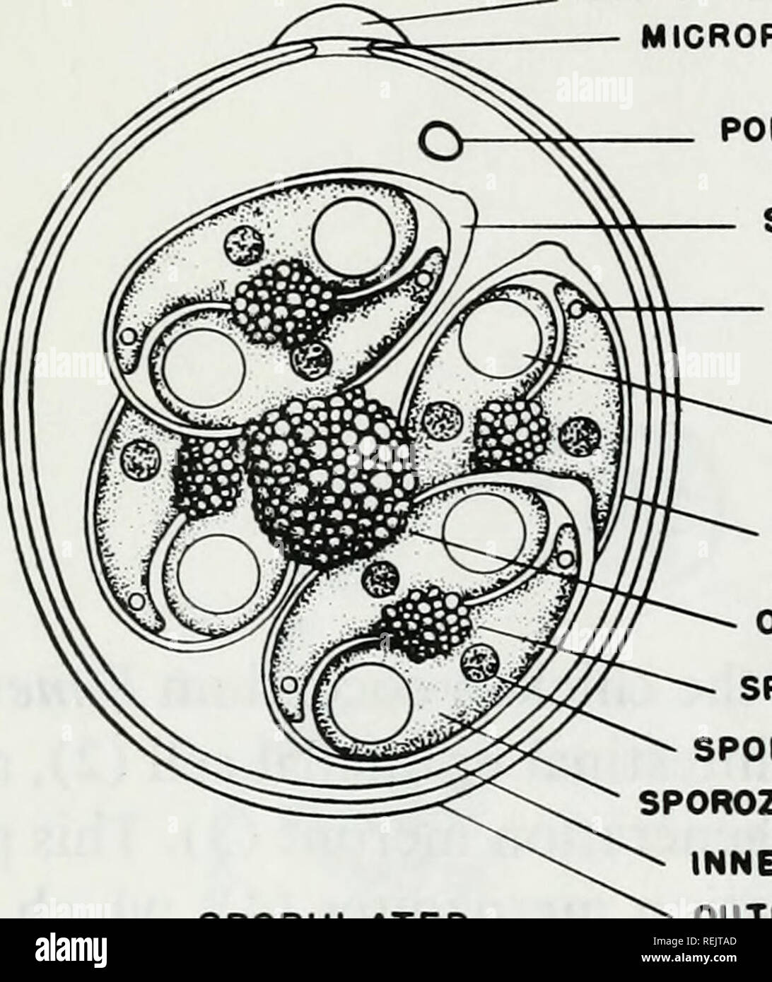 . The coccidian parasites (Protozoa, of carnivores