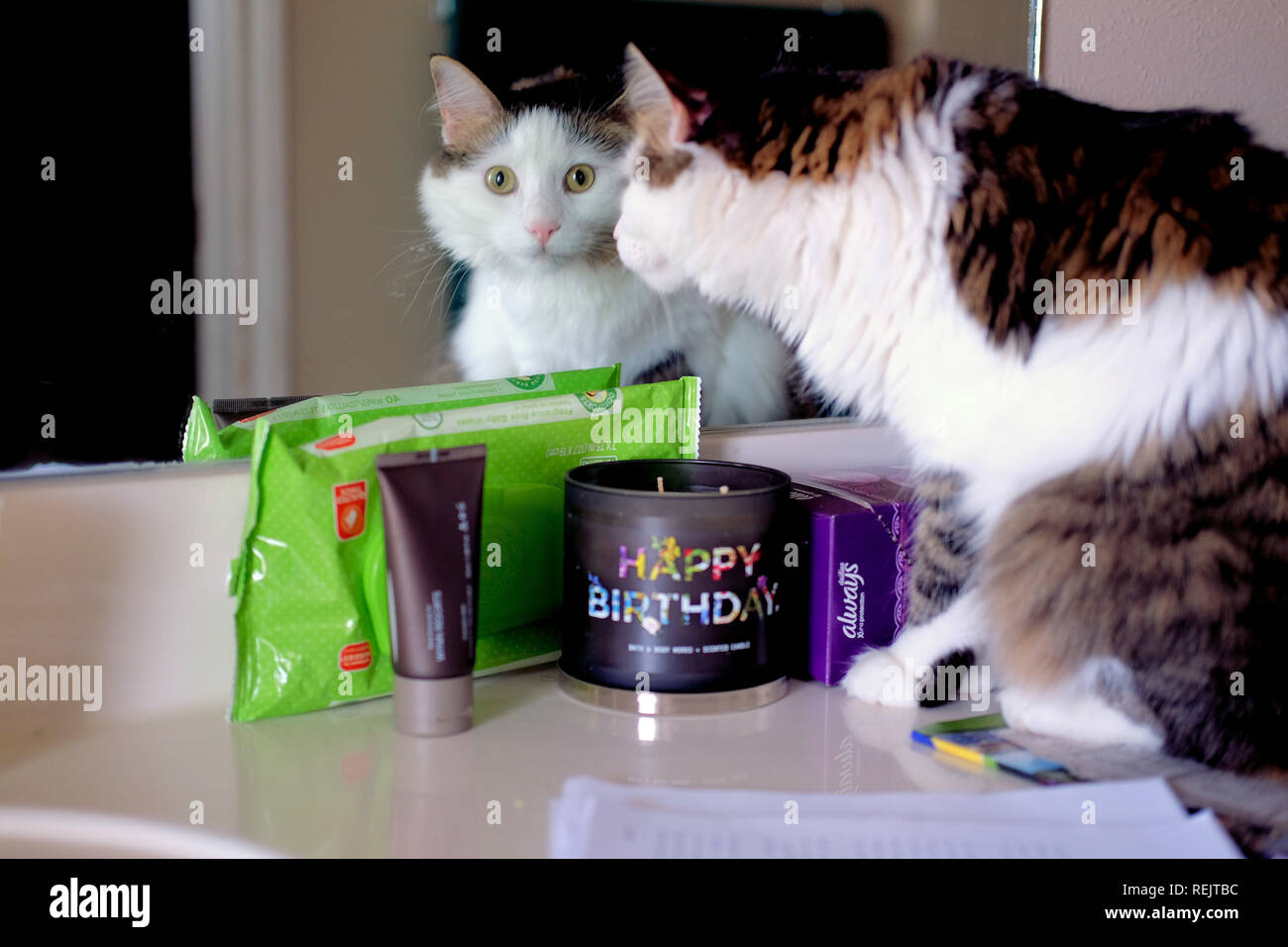 Cat in front of mirror hi-res stock photography and images - Alamy