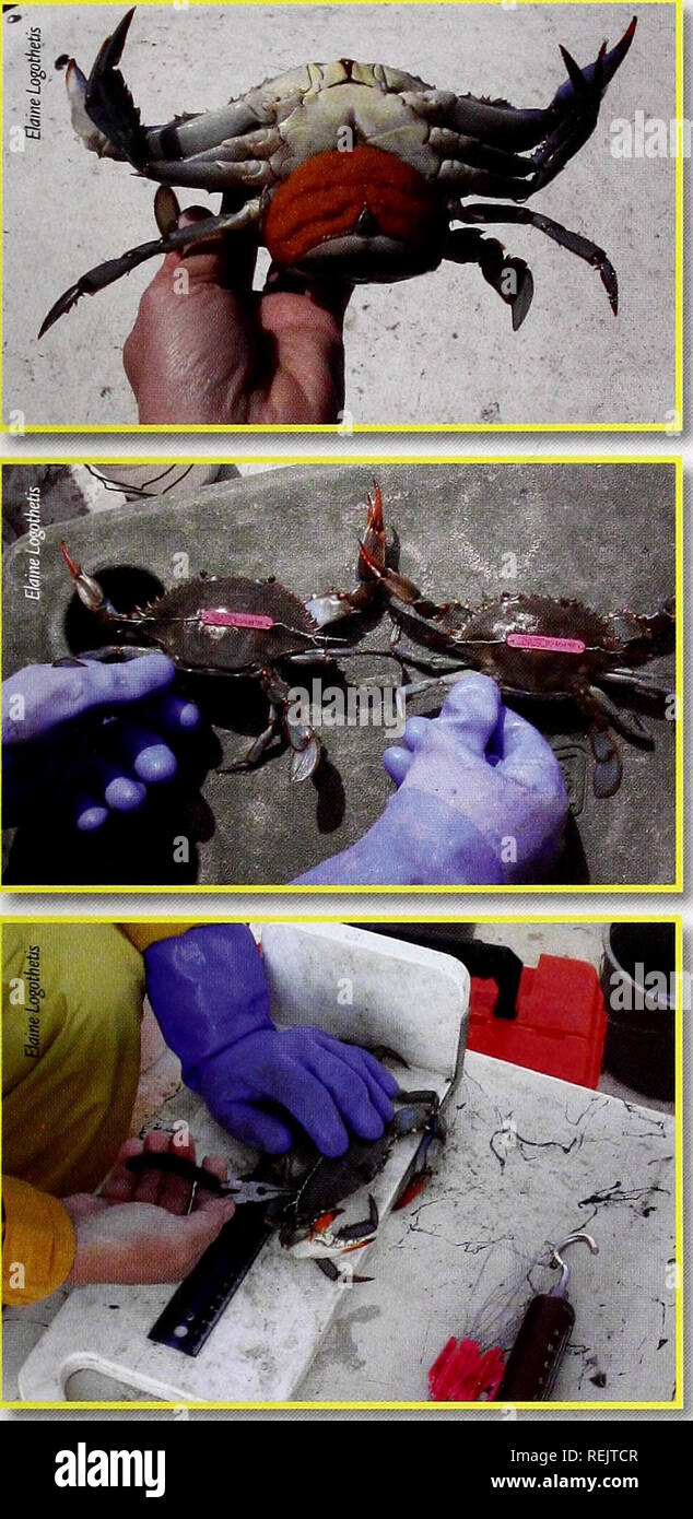 . Coast watch. Marine resources; Oceanography; Coastal zone management; Coastal ecology. TOP: Occasionally, the researchers catch and tag sponge crabs - female crabs with eggs - in the ocean. MIDDLE: Female crabs can be recognized by the red tips on their claws. BOTTOM: To fasten the tag securely to the crab, the tag wire is hooked around the points of the crab's carapace. Research Program. &quot;As long as they're in high salinity, they don't care.&quot; According to Rittschof, female crabs can lay multiple clutches of eggs — up to eight clutches in 18 weeks. Spawning female crabs are known t Stock Photo