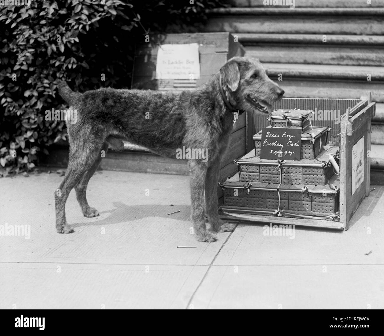 U.S. President Warren G. Harding's Dog, Laddie Boy's Birthday Cake, Washington DC, USA, National Photo Company, July 25, 1923 Stock Photo