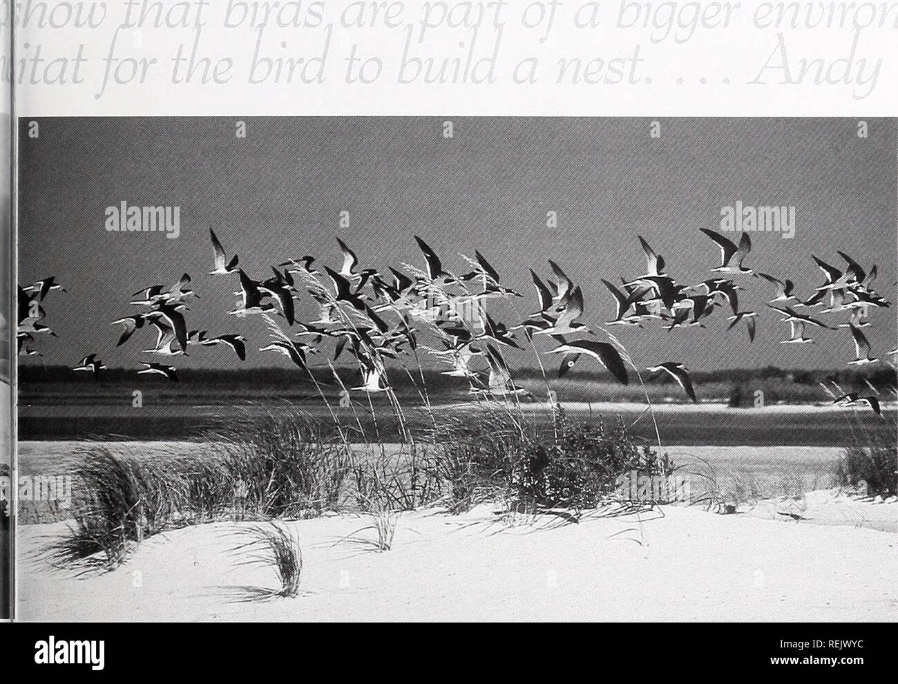 . Coast watch. Marine resources; Oceanography; Coastal zone management; Coastal ecology. Black Sh immers in flight provide a showy sight along the shore of one of Audubon's coastal sanctuaries. experience in nature for thousands of children and families. &quot;The focus is to get immersed in nature — to empower and encourage people to participate in nature,&quot; Wood says. &quot;The measure of success? Seeing citizen scientists engaged in monitoring the health of their neighborhoods from bird counting to monitoring waterways. In other words, getting involved with 'real-time' science.&quot; Wa Stock Photo