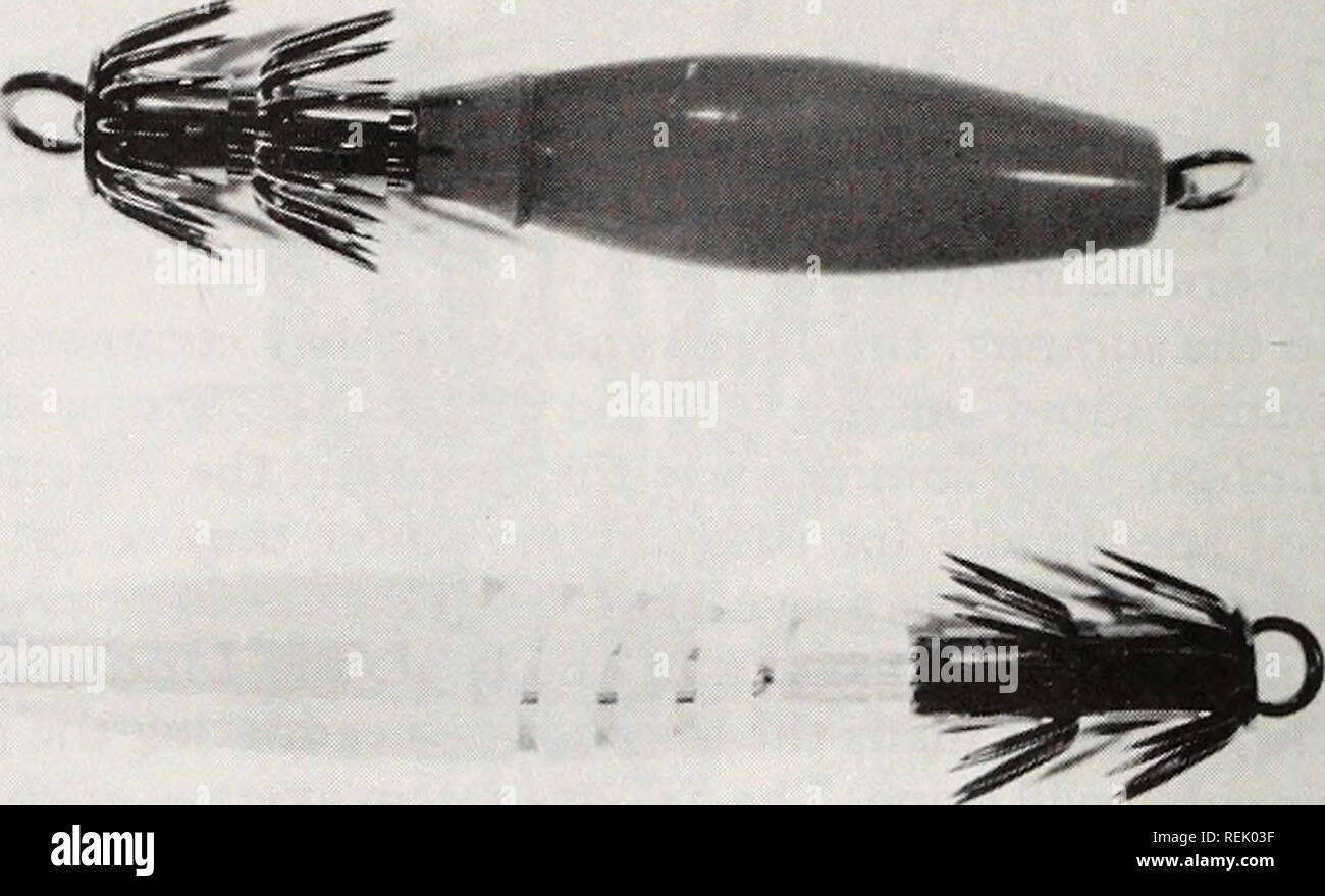 . Coast watch. Marine resources; Oceanography; Coastal zone management; Coastal ecology. &quot;The time of day has a definite impact on the production of squid, but dependent on what type of gear or fishing ap- proach you use,&quot; Rathjen says. &quot;If you're using bottom trawls, they're likely to be most effective during the time of day when there's bright light. The squid would be expected to be close to the bottom then. Characteristically squid will move off the bottom during hours of darkness.&quot; At night, Rathjen says another method, squid jigging, frequently used by the Japanese, i Stock Photo
