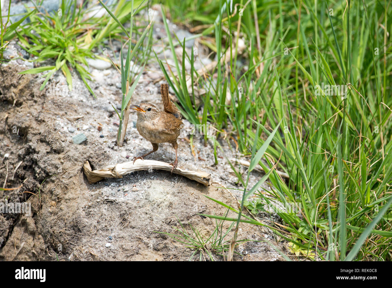 Wren (Troglodytes troglodytes). Behaviour. Posture. A small bird, loud voice. The Isle of Iona. Inner Hebrides, South West Scotland. Stock Photo