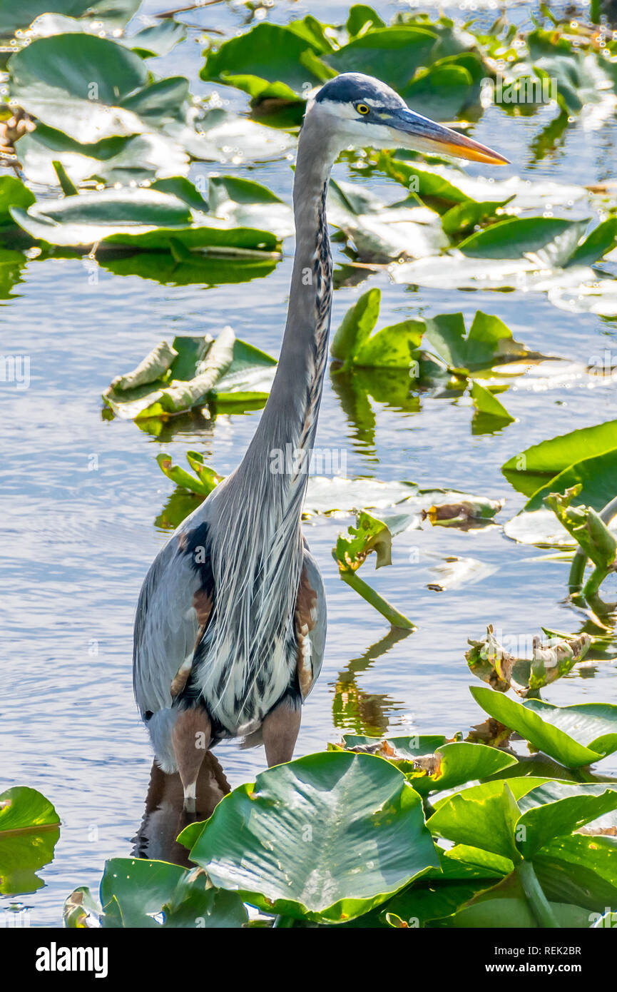 Blue Heron (Ardea herodias) standing in a Florida marsh. Stock Photo