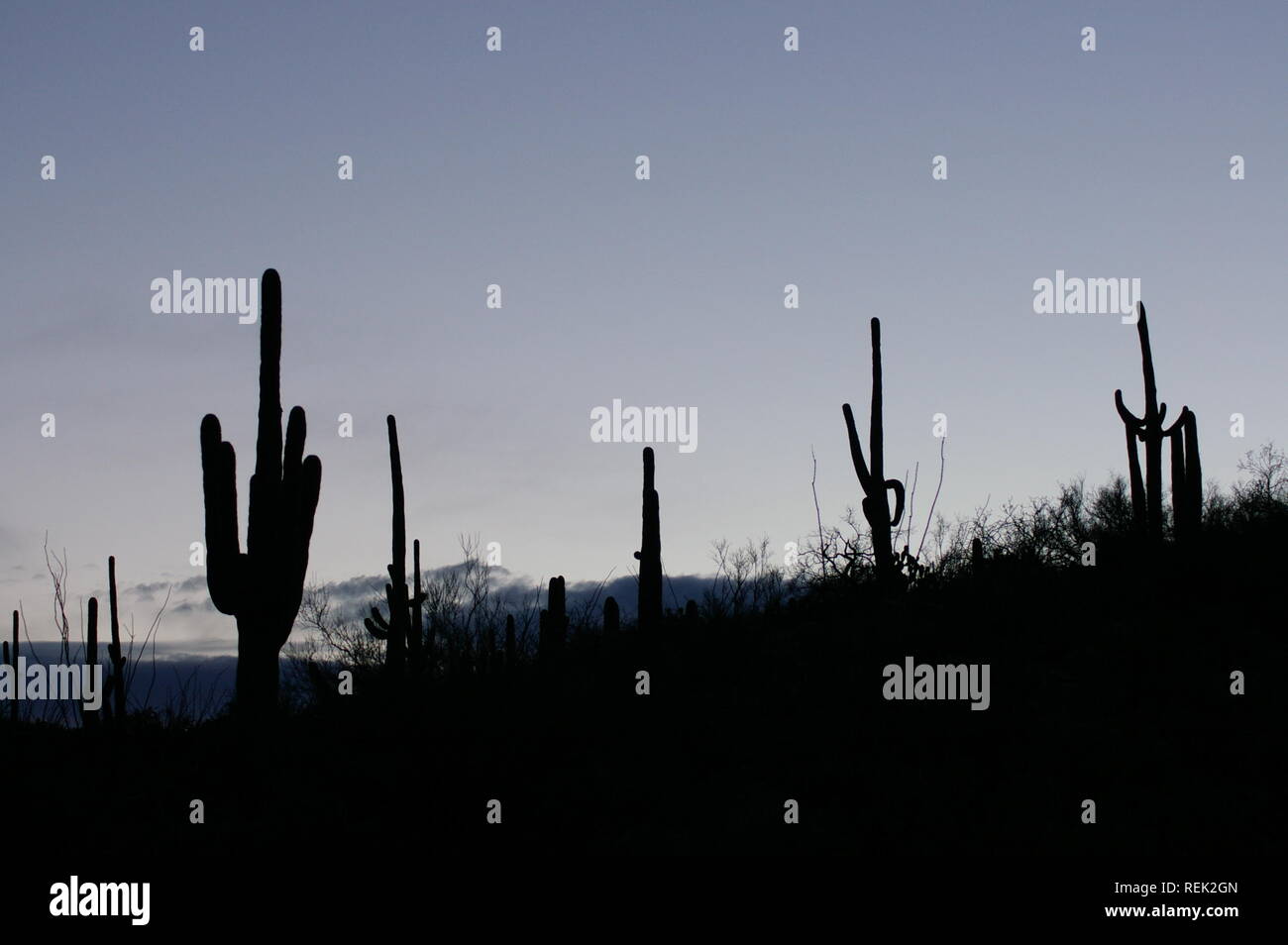Silhouette of Saguaro cacti (Carnegiea gigantea) against desert sky Stock Photo