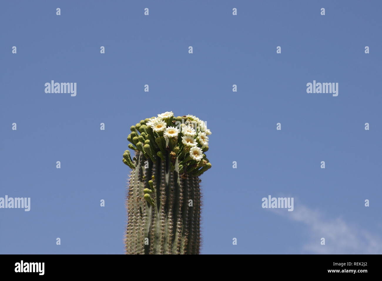 Saguaro cactus (Carnegiea gigantea) in bloom Stock Photo