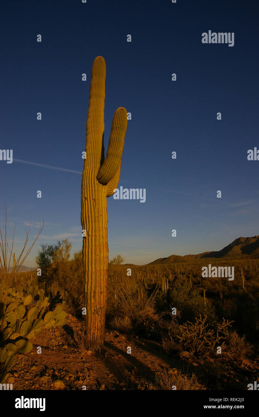 Saguaro cactus (Carnegiea gigantea) at dusk Stock Photo