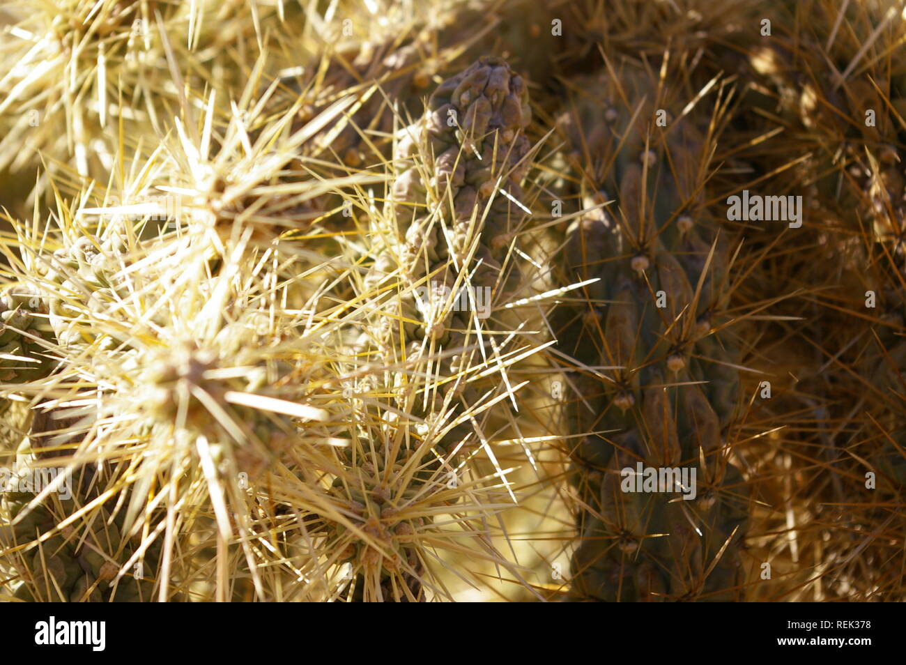 Macro close-up of cholla (Cylindropuntia species) spines Stock Photo