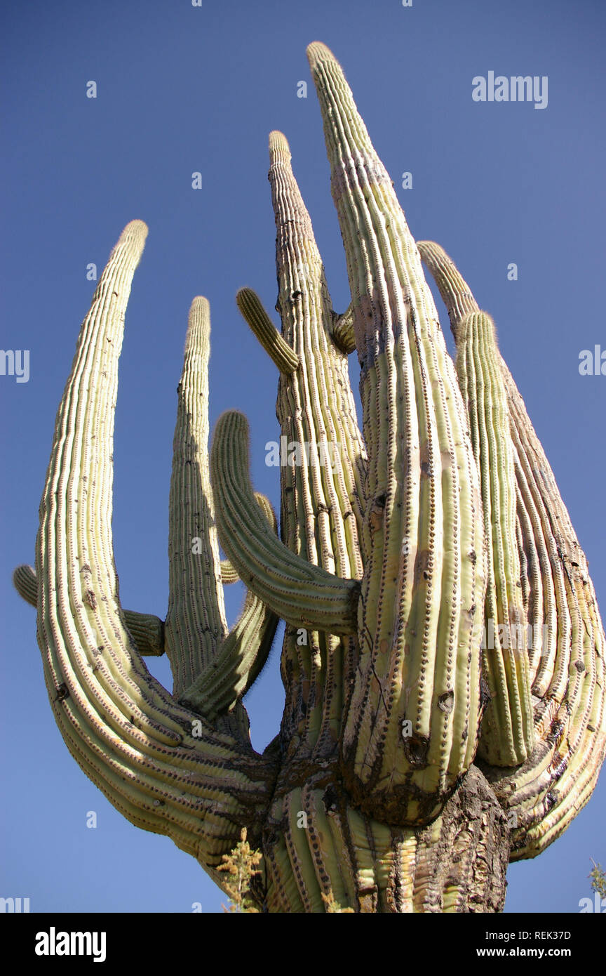 Upward close-up of Saguaro cactus (Carnegiea gigantea) near Tucson, Arizona Stock Photo