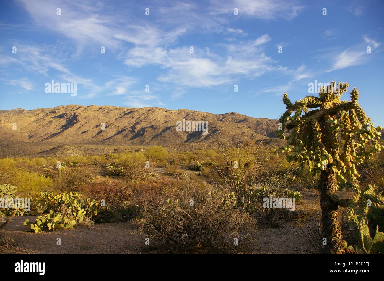 Sonoran desert environment hi-res stock photography and images - Alamy