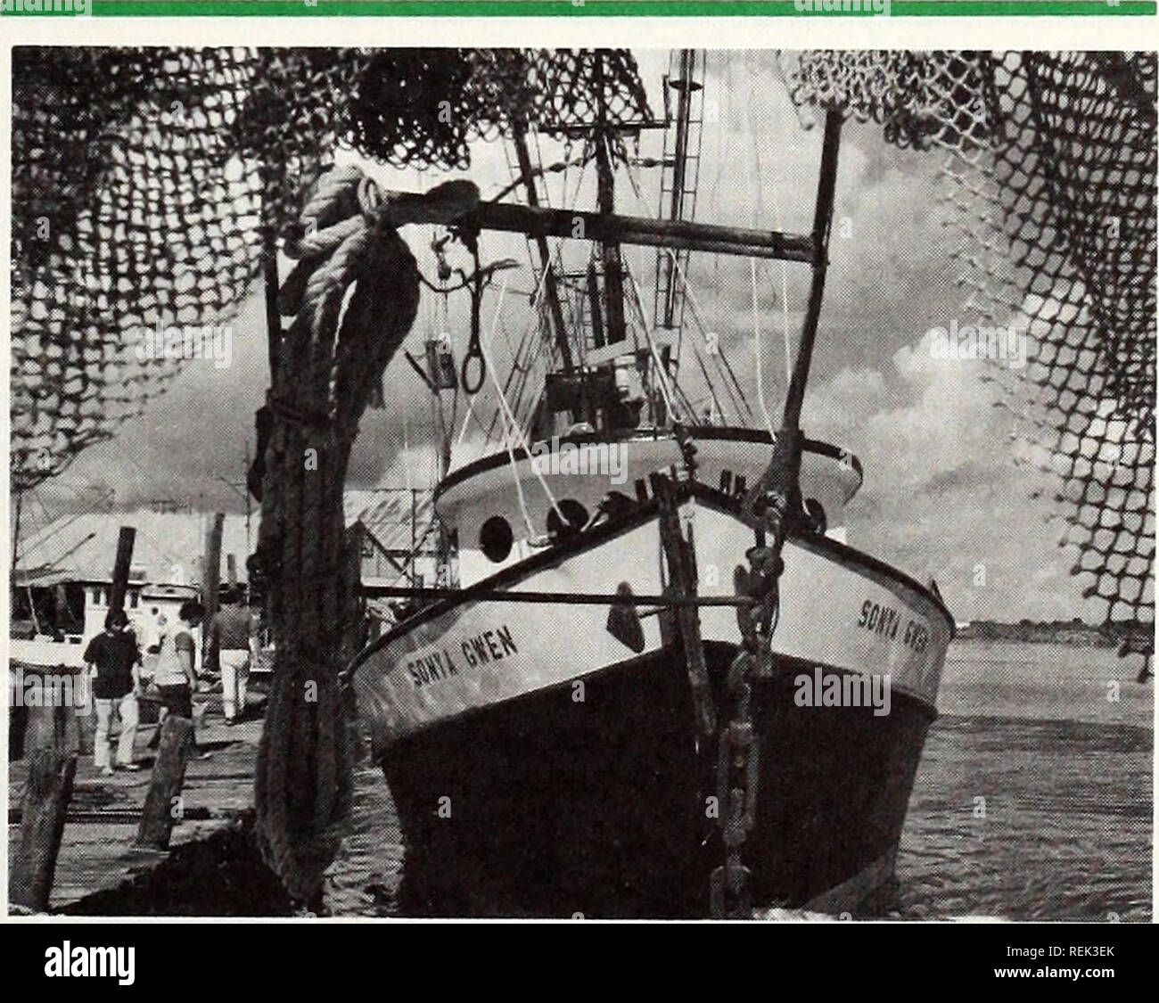 . Coast watch. Marine resources; Oceanography; Coastal zone management; Coastal ecology. Untangling the salt marsh food web Laws regulating man's activities in marshlands were passed as we began to realize that the push to develop marsh might be destroying an essential food source for many kinds of fish. Just how important marsh grasses are to fish production needs further study if we are to make sound decisions on man's activities inside and on the fringe of marsh. Two Sea Grant projects for 1976 should help fill the gaps in our knowledge about the transfer of food energy within marsh and fro Stock Photo