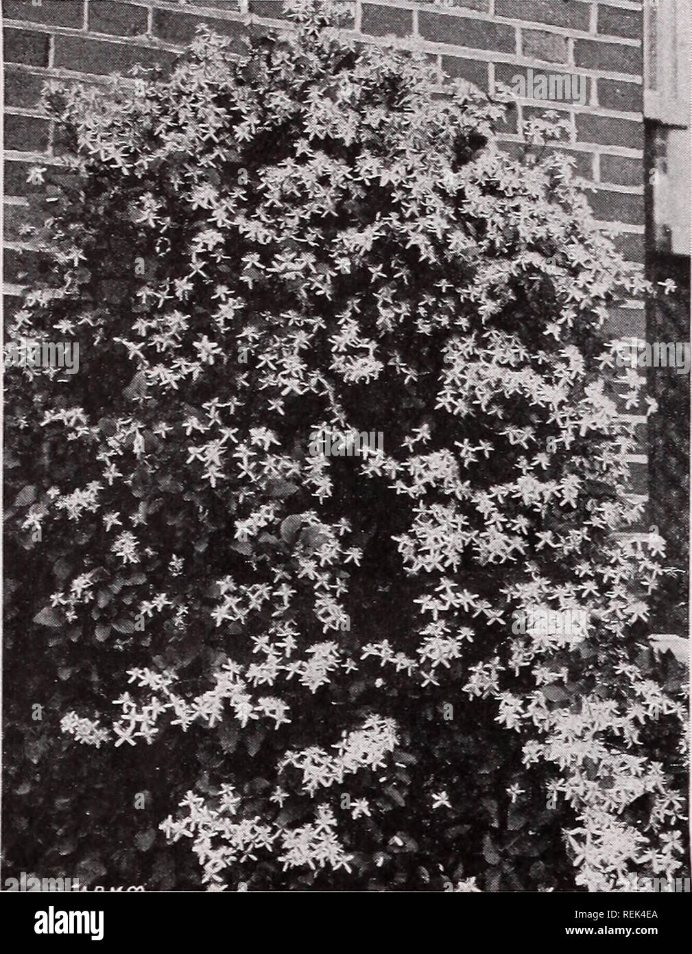 . C. M. Hobbs &amp; Sons. Nurseries Horticulture Catalogs; Evergreens Catalogs; Fruit trees Catalogs; Climbing plants Catalogs; Shrubs Catalogs; Flowers Catalogs; Vegetables Catalogs. 48 C. M. HOBBS &amp; SONS, BRIDGEPORT, INDIANA. Clematis Paniculata. BIGNONIA - Tecoma Trumpet Creeper (B. Radicans)—A hardy climbing plant with large trumpet- shaped scarlet flowers appearing in August. Flourishes everywhere under the most unfavorable conditions, and is always pretty and satisfactory. Large Flowered Trumpet Creeper (B. Radicans, var. Grandiflora)—A beauti- ful variety with very large flowers, sa Stock Photo
