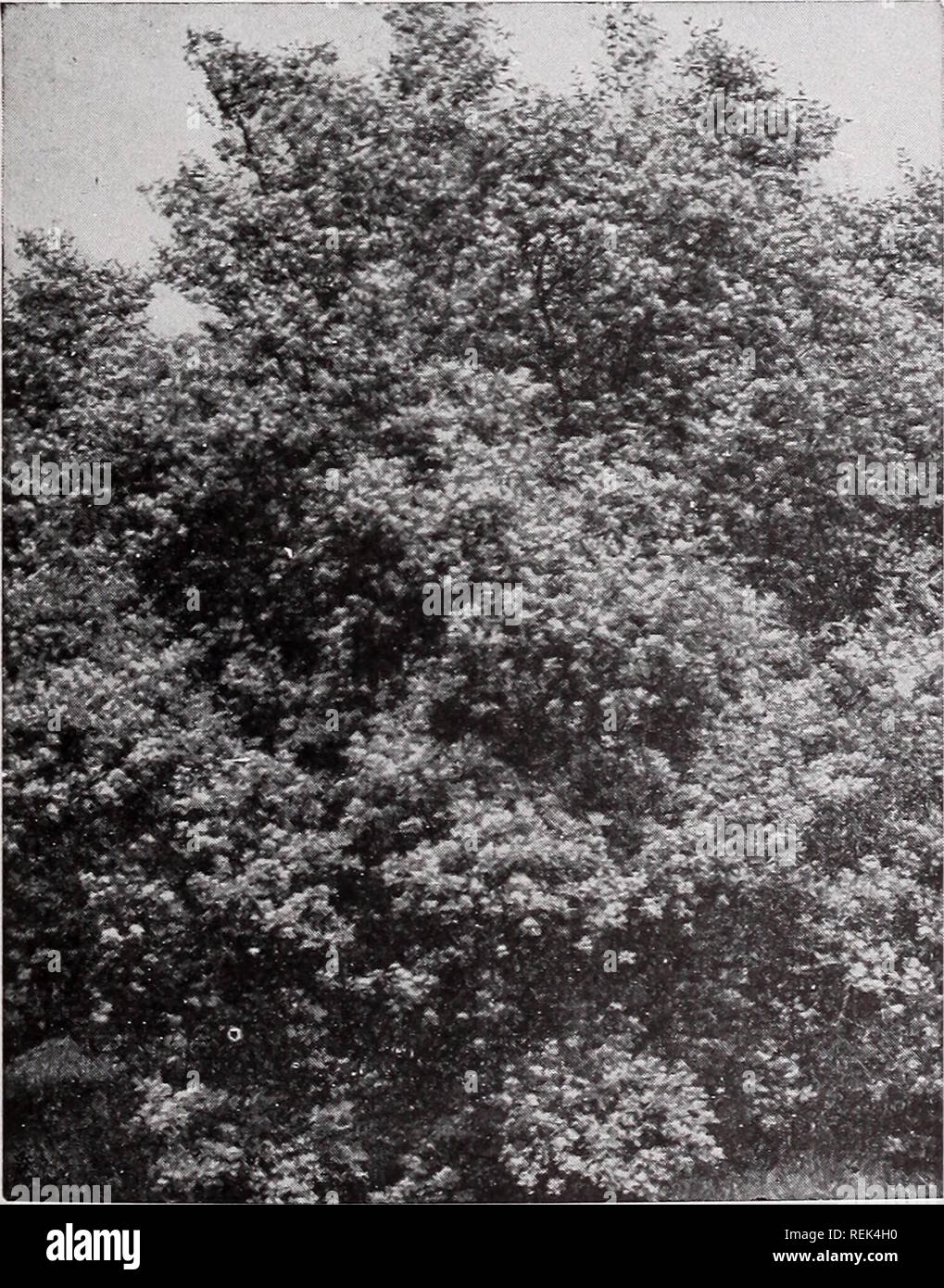 . C. M. Hobbs &amp; Sons. Nurseries Horticulture Catalogs; Evergreens Catalogs; Fruit trees Catalogs; Climbing plants Catalogs; Shrubs Catalogs; Flowers Catalogs; Vegetables Catalogs. C. M. HOBBS &amp; SONS, BRIDGEPORT, INDIANA 43 ELDER - Sambucus Common Elder (S. Canadensis)—A large showy shrub, very ornamental in foliage, fruit and flowers and blossoming in June; flowers are white, borne in large panicles; fruit reddish- purple berries in the fall. Cut Leaved Elder (S. Nigra, var. Laciniata)— One of the best cut-leaved shrubs; a valuable variety with elegantly divided leaves. Golden Elder (S Stock Photo