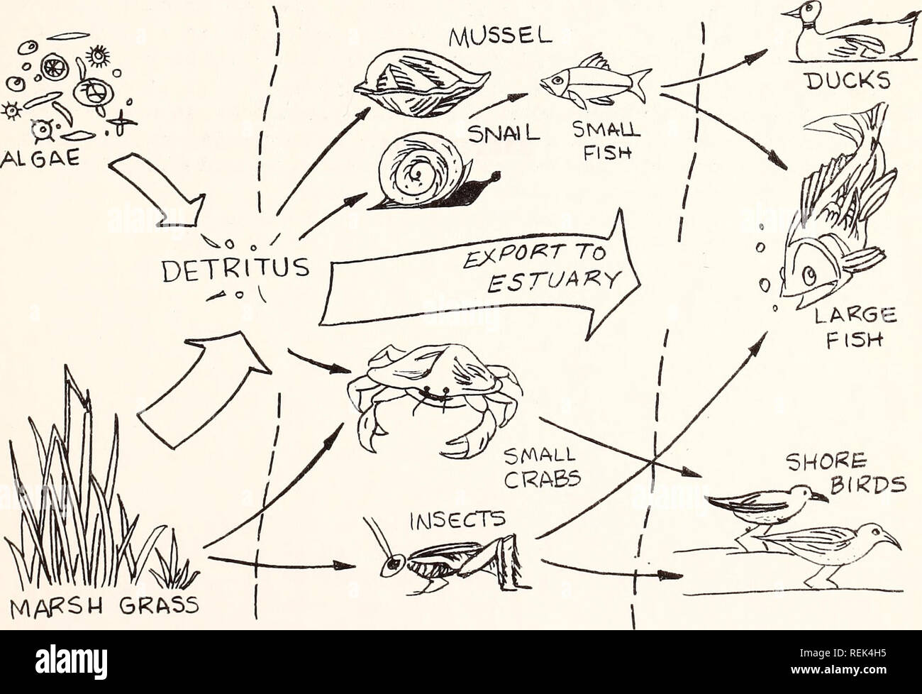 res stock photography and images Biology Diagrams