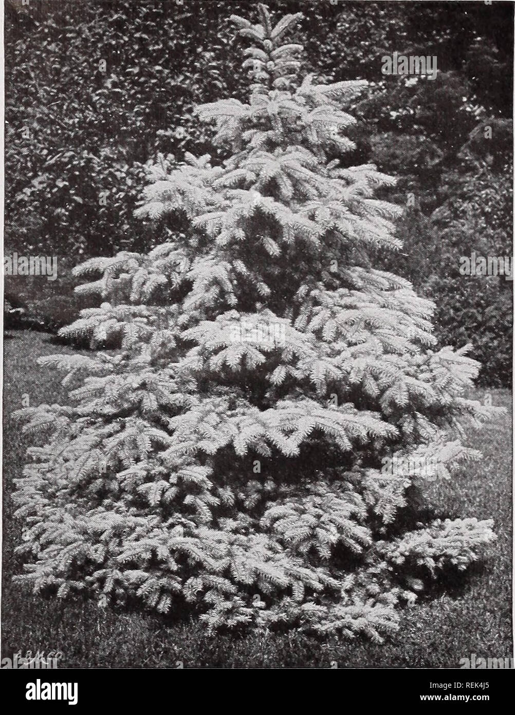 . C. M. Hobbs &amp; Sons. Nurseries Horticulture Catalogs; Evergreens Catalogs; Fruit trees Catalogs; Climbing plants Catalogs; Shrubs Catalogs; Flowers Catalogs; Vegetables Catalogs. Savin Juniper.. Colorado Blue Spruce. Thread-branched Japan Cypress (var. filifera) —Of unique and showy habit, always notice- able. The leading shoot grows upright, the branches are nearly horizontal, with long, drooping, tasseled ends. Pyramidal in out- line; bright green. Var. squarrosa— A handsome, medium-sized lawn tree of dense growth. The silvery blue foliage is almost white when young, almost violet in wi Stock Photo
