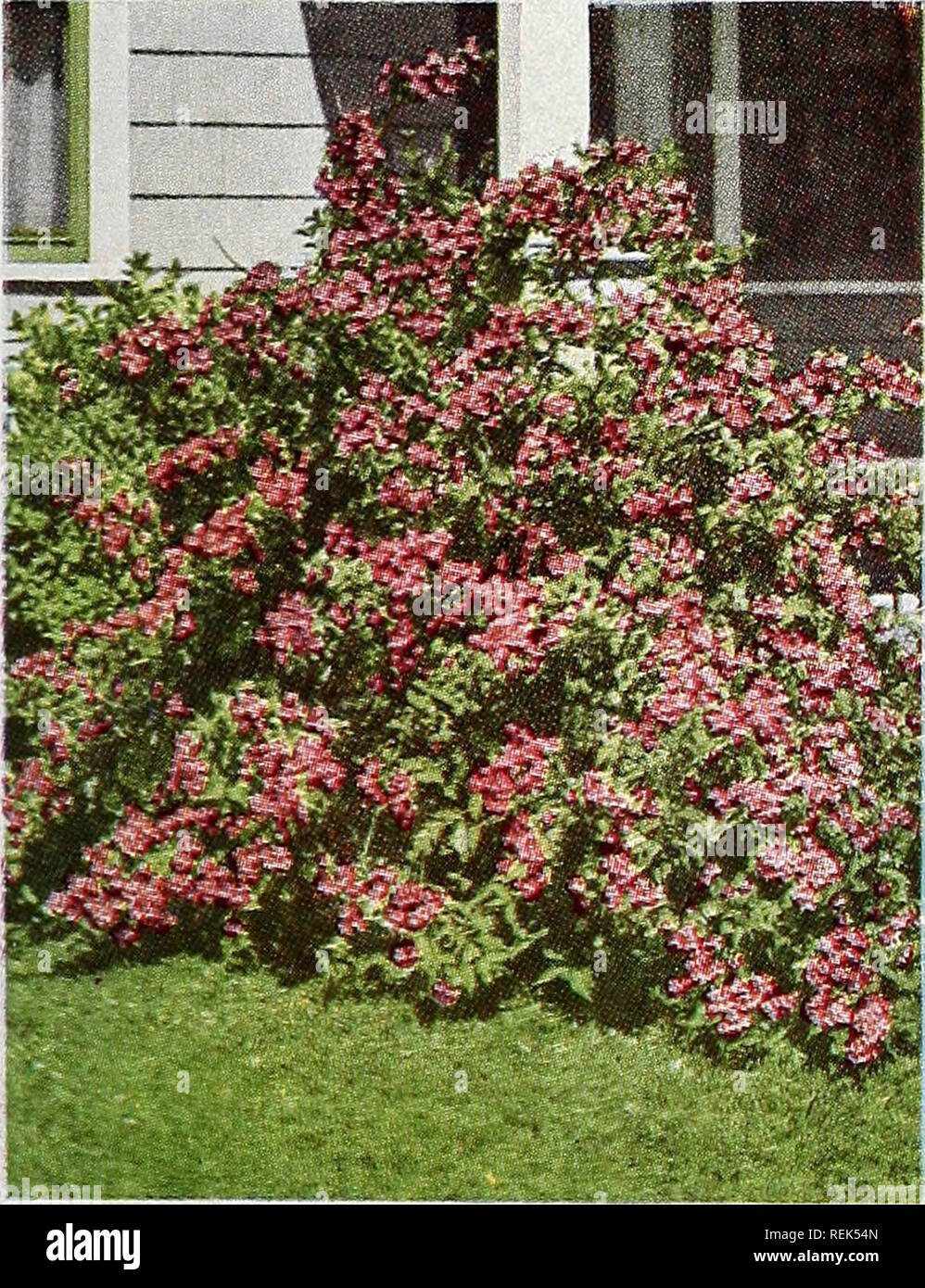 . C. M. Hobbs &amp; Sons Incorporated. Nurseries Horticulture Catalogs; Evergreens Catalogs; Fruit trees Catalogs; Climbing plants Catalogs; Shrubs Catalogs; Vegetables Catalogs. Viburnum Tamarix TAMARIX africana. 10 to 15 ft. Graceful upright shrub of few branches with fine feathery foliage not unlike the evergreen variety of Junipers. Delicate small pink flowers in May. Very useful as a specimen or in a group planting. T. hispida. Not as large a grower as africana, reaching a height not much greater than 8 feet, and having similar fine foliage and flowers. Viburnum - SnowbatE One of the real Stock Photo
