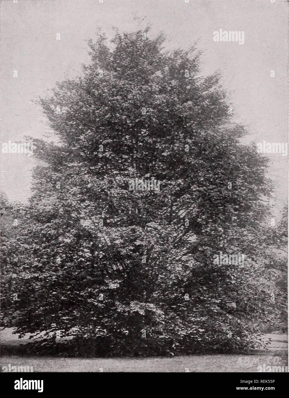 . C. M. Hobbs &amp; Sons. Nurseries Horticulture Catalogs; Evergreens Catalogs; Fruit trees Catalogs; Climbing plants Catalogs; Shrubs Catalogs; Flowers Catalogs; Vegetables Catalogs. 30 C. M. HOBBS &amp; SONS, BRIDGEPORT, INDIANA Upright Deciduous Trees AILANTHUS - Tree of Heaven A. Glandulosa—From Japan. A lofty, rapidly growing tree, with long elegant, feathery foliage, free from all diseases and insects. One of the most distinct of ornamental trees. ASH - Fraxinus American White Ash &lt; F. Americana)-— A well known native tree; tall, very straight, with broad, round head and dense foliage Stock Photo