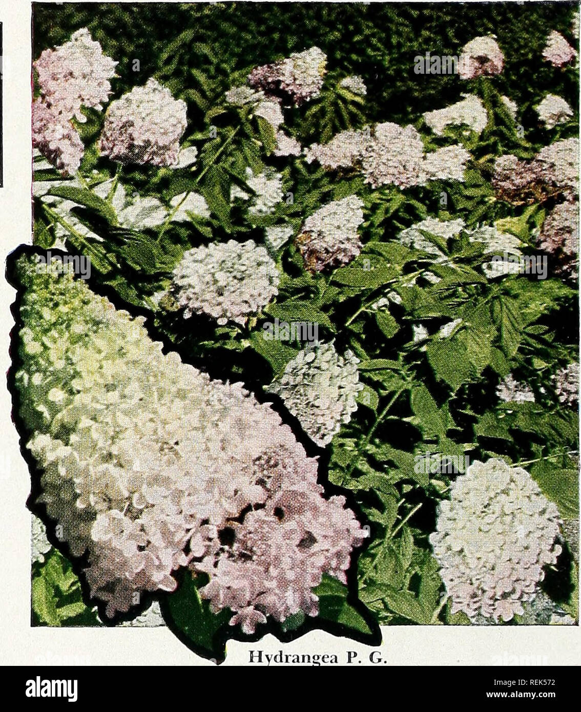 C M Hobbs Amp Sons Incorporated Nurseries Horticulture Catalogs Evergreens Catalogs Fruit Trees Catalogs Climbing Plants Catalogs Shrubs Catalogs Vegetables Catalogs Hydrangea P G Tartarian Honeysuckle L Morrowi Mor Row Honeysuck