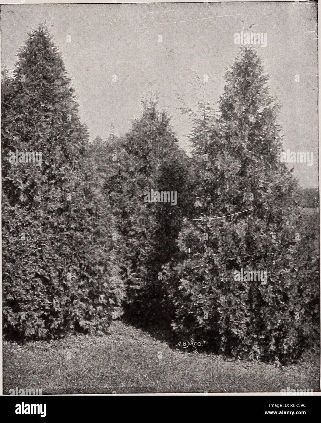 . C. M. Hobbs &amp; Sons. Nurseries Horticulture Catalogs; Evergreens Catalogs; Fruit trees Catalogs; Climbing plants Catalogs; Shrubs Catalogs; Flowers Catalogs; Vegetables Catalogs. 28 C. M. HOBBS &amp; SONS, BRIDGEPORT, INDIANA. Thuya occidentalis—American Arbor-Vitae. Taxus - The Yews cuspidata (Japanese Yew). Distinctly Japa- nese in effect; of free growing, open habit; green needles; a tree of highest merit, and of great hardiness, standing our climate in almost any soil or situation. var. repandans (Spreading English Yew). One of the most attractive low evergreens. Very slow-growing; ri Stock Photo