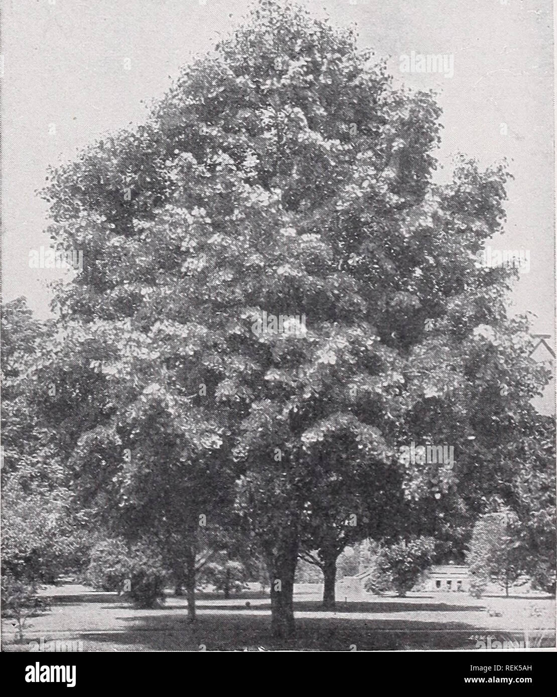 . C. M. Hobbs &amp; Sons. Nurseries Horticulture Catalogs; Evergreens Catalogs; Fruit trees Catalogs; Climbing plants Catalogs; Shrubs Catalogs; Vegetables Catalogs; Flowers Catalogs. 3 Quercus Palustris—Pin Oak.. Tilia Americana—Linden or Basswood OVER FORTY YEARS IN ONE LOCATION—BRIDGEPORT, INDIANA. WHY?. Please note that these images are extracted from scanned page images that may have been digitally enhanced for readability - coloration and appearance of these illustrations may not perfectly resemble the original work.. C. M. Hobbs &amp; Sons; Henry G. Gilbert Nursery and Seed Trade Catalo Stock Photo