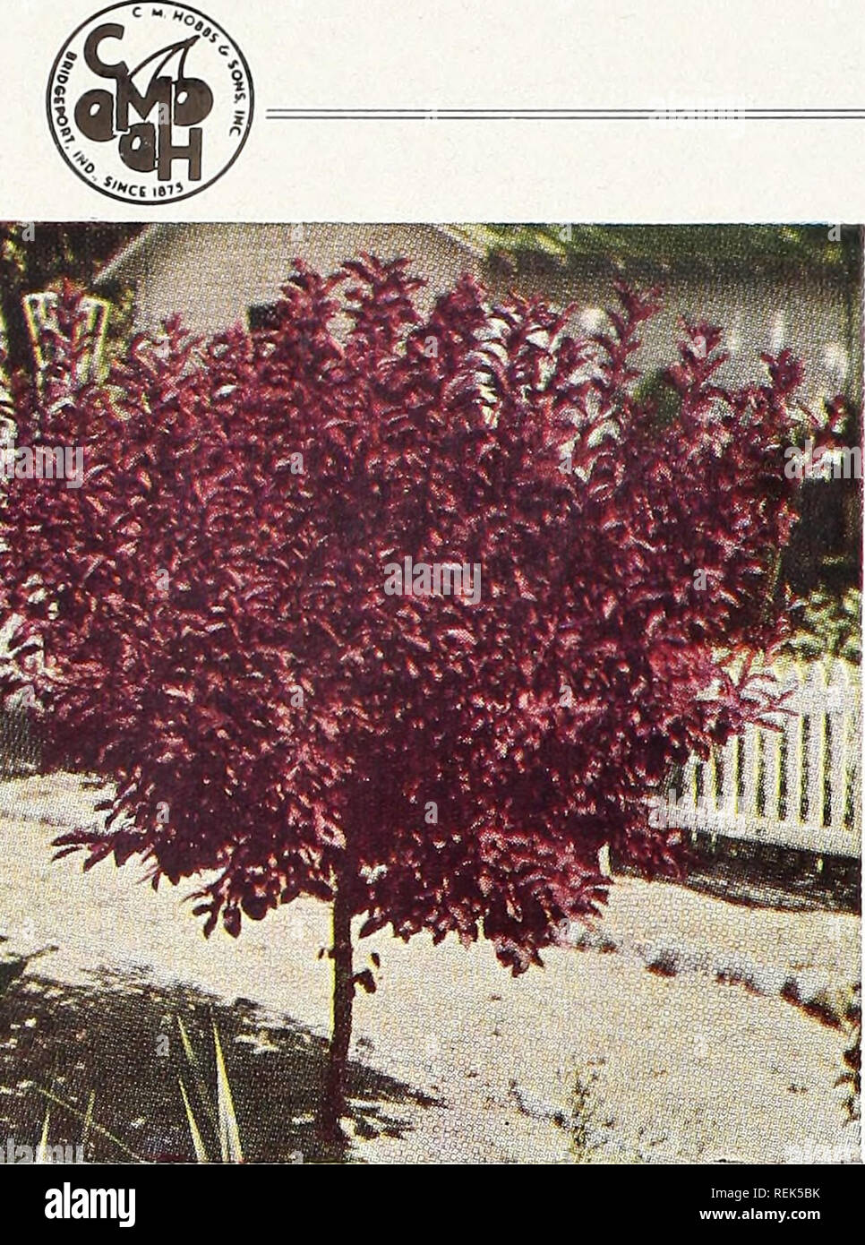 . C. M. Hobbs &amp; Sons Incorporated. Nurseries Horticulture Catalogs; Evergreens Catalogs; Fruit trees Catalogs; Climbing plants Catalogs; Shrubs Catalogs; Vegetables Catalogs. Oak - Quercus Burr Oak (Q. macrocarpa). A slow growing Oak with thick bark and heavy dark green foliage. An unusual tree. English Oak (Q. robur). Very symmetrical upright tree of compact dense rich green planting on the lawn. foliage. Fine as specimen Pin Oak (Q. palustris). One of the finest and most grace- ful as well as beautiful of all the shade trees. Very sym- metrical, the branches grow horizontally from a cent Stock Photo