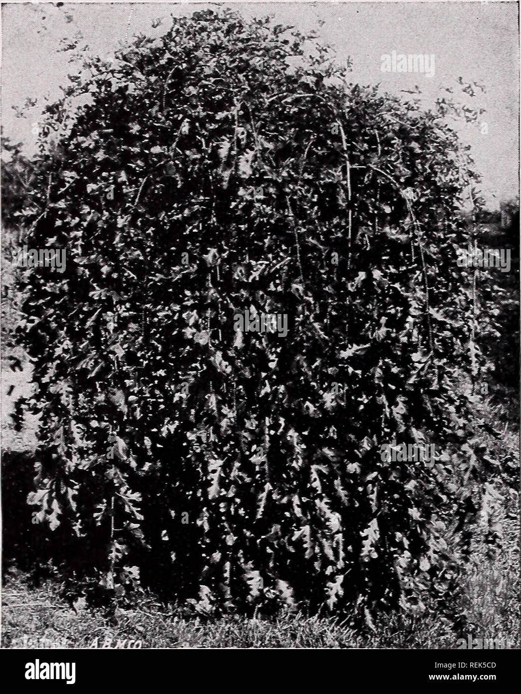. C. M. Hobbs &amp; Sons. Nurseries Horticulture Catalogs; Evergreens Catalogs; Fruit trees Catalogs; Climbing plants Catalogs; Shrubs Catalogs; Vegetables Catalogs; Flowers Catalogs. 20 C. M. HOBBS &amp; SONS, BRIDGEPORT, INDIANA. Moras Alba Tatarica Pendula—Teas Weeping- Russian Mulberry. DECIDUOUS TREES—Continued. Larix - The Larch Larix europea. A quick growing, conical-shaped tree. Leaf buds appear in spring like tiny pink and green blossoms, followed by the soft light green foliage. Plant in well- drained soils. Liquidambar - Sweet Gum Liquidambar styraciflua. Always a shapely tree of mu Stock Photo