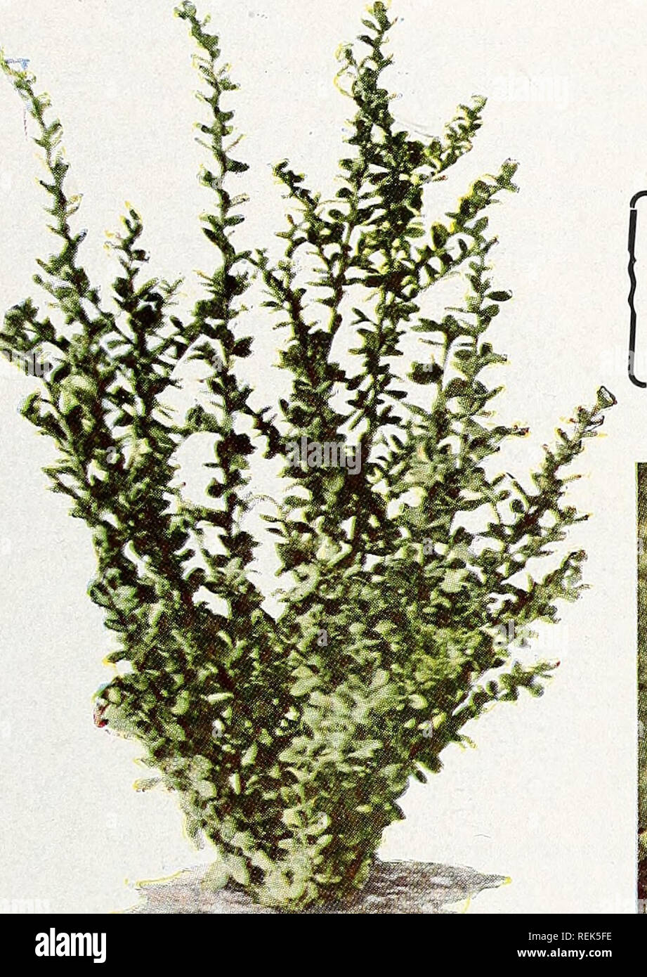. C. M. Hobbs &amp; Sons Incorporated. Nurseries Horticulture Catalogs; Evergreens Catalogs; Fruit trees Catalogs; Climbing plants Catalogs; Shrubs Catalogs; Vegetables Catalogs. Mahonia Ilex ILEX crenata bullata (Convex Leaf Holly). Compact spread- ing Evergreen shrub with small convex leaves on arched branches. Often planted around foundations and for hedges. I. glabra (Inkberry). An Ever- green shrub of the Holly fam- ily for sun or shade with leaves turning a dark color by fall and producing many shiny black berries which are out- standing in a group planting. I. opaca (American Holly). Mo Stock Photo