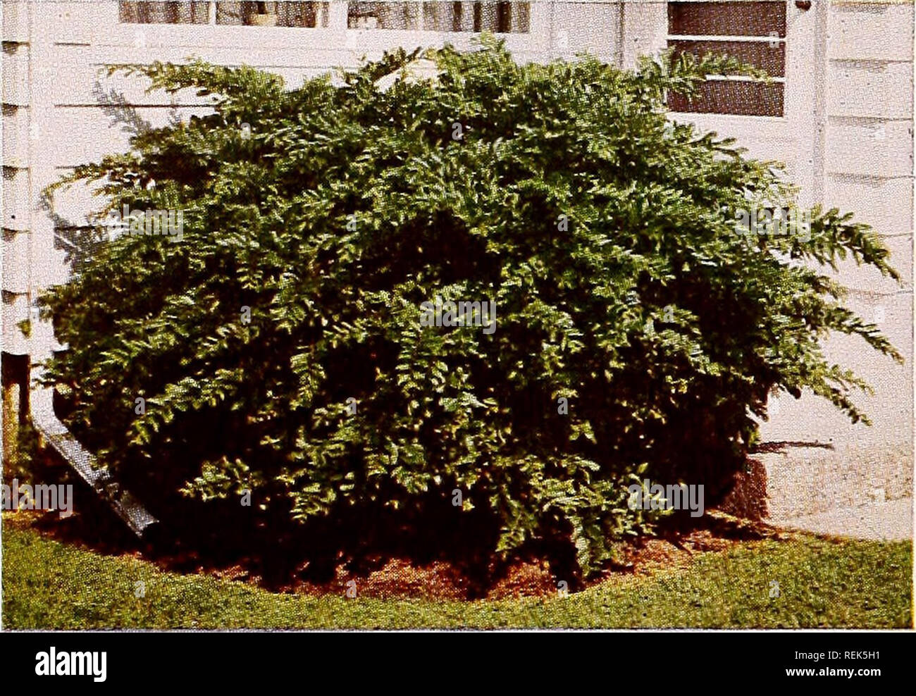 C M Hobbs Amp Sons Nurseries Horticulture Catalogs Evergreens Catalogs Fruit Trees Catalogs Climbing Plants Catalogs Shrubs Catalogs Vegetables Catalogs Fragrant Honeysuckle Planted As A Hedge Honeysuckle Lonicera Shrub