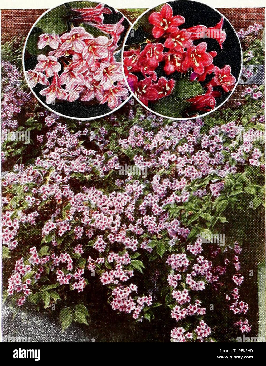 . C. M. Hobbs &amp; Sons. Nurseries Horticulture Catalogs; Evergreens Catalogs; Fruit trees Catalogs; Climbing plants Catalogs; Shrubs Catalogs; Vegetables Catalogs. Ribes Alpinum RHUS - Sumac Often seen along roadsides in the country and noted most in the fall when the foliage has colored. More noticeable in a mass planting. RHUS canadensis (Fragrant Sumac). 4 to 6 ft. A medium growing shrub of spreading branches with spikes of yellow flowers in the early spring and red fruits appearing later. Foliage when bruised emits an aromatic odor. Good for planting on hot dry slopes. R. copallina (Flam Stock Photo
