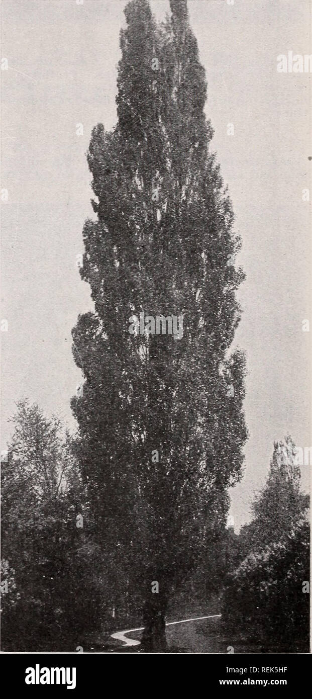 . C. M. Hobbs &amp; Sons : hardy fruits, ornamental trees, evergreens, shrubs, vines, roses, perennials, hedge plants. Nurseries Horticulture Catalogs; Evergreens Catalogs; Fruit trees Catalogs; Climbing plants Catalogs; Shrubs Catalogs; Flowers Catalogs; Vegetables Catalogs. Morns alba Tatarica pendula—Tea's Weeping Russian Mulberry. DECIDUOUS TREES—Continued. Larix - The Larch var. Europea. A quick growing, conical- shaped tree. Leaf buds appear in spring like tiny pink and green blossoms, followed by the soft light green foliage. Plant in well-drained soils. Liquidambar - Sweet Gum var. Sty Stock Photo