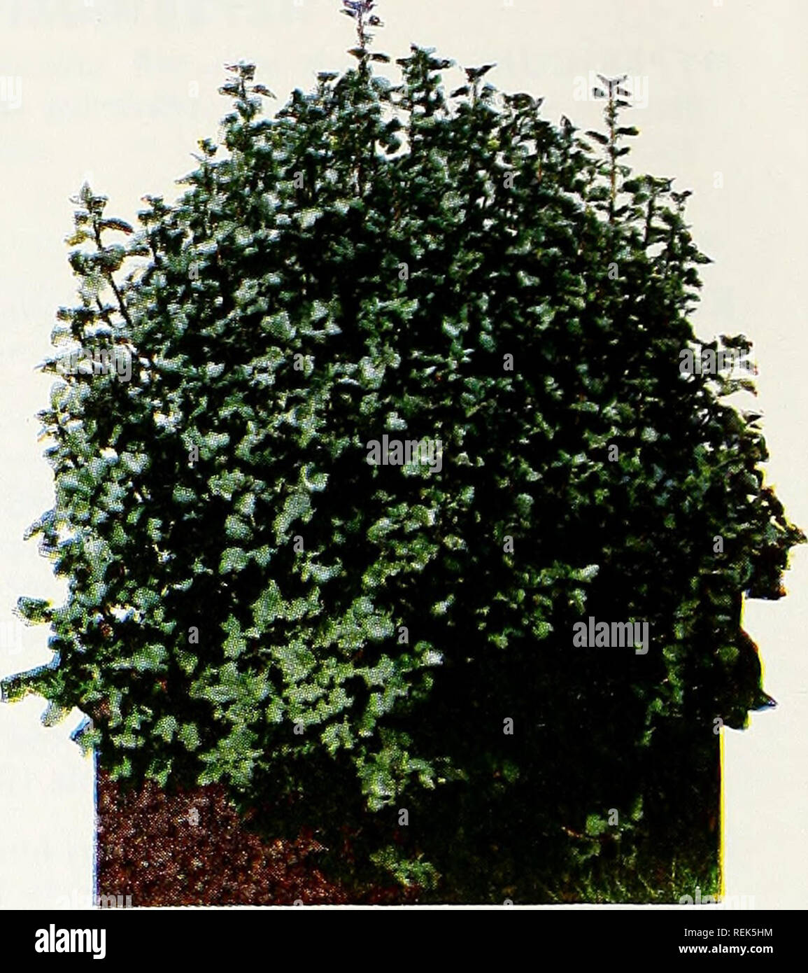 . C. M. Hobbs &amp; Sons. Nurseries Horticulture Catalogs; Evergreens Catalogs; Fruit trees Catalogs; Climbing plants Catalogs; Shrubs Catalogs; Vegetables Catalogs. C. M. HOBBS &amp; SONS, Inc. PRIVET - Ligustrum LIGUSTRUM amurense (Amur River Privet). See hedge plants on page 7. L. vicari (Golden Privet). A compact shrub with a golden foliage for use in hedges or with evergreens or shrubs to add color contrast. Requires sun and can be trimmed to most any shape desired. L. ibolium (Ibolium Privet). See hedge plants on page 7. L. ibota regelianum (Regel's Privet). 3 to 6 ft. A dense graceful s Stock Photo