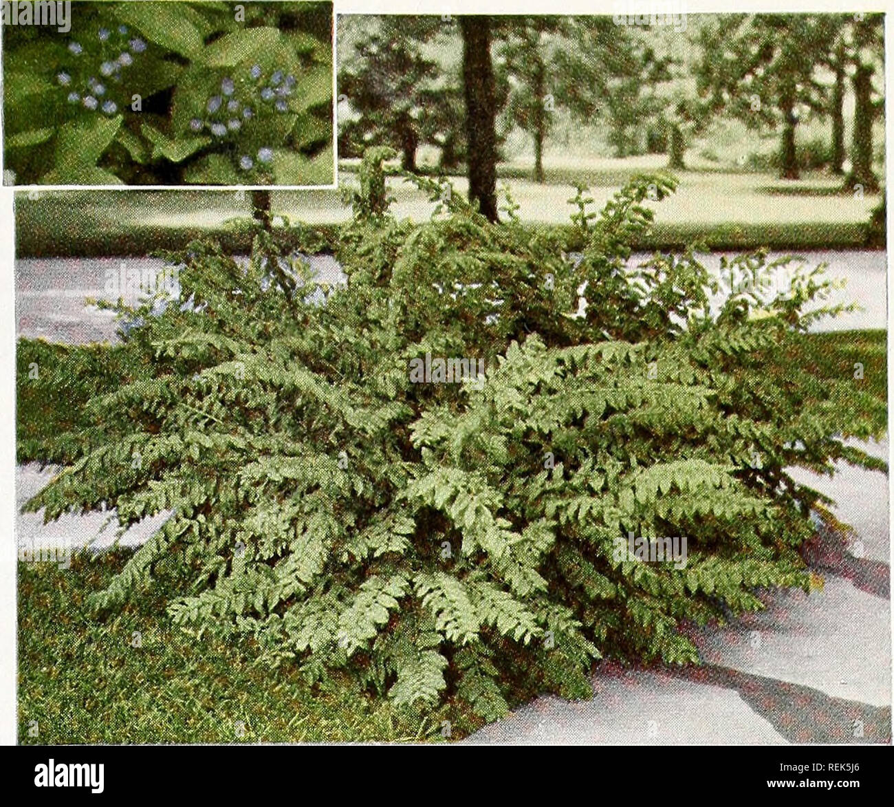 . C. M. Hobbs & Sons. Nurseries Horticulture Catalogs; Evergreens