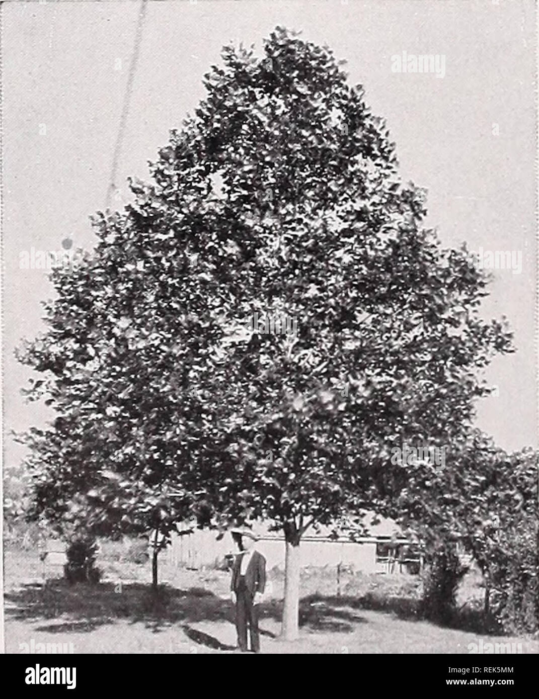 . C. M. Hobbs &amp; Sons. Nurseries Horticulture Catalogs; Evergreens Catalogs; Fruit trees Catalogs; Climbing plants Catalogs; Shrubs Catalogs; Flowers Catalogs; Vegetables Catalogs. DOGWOOD BLOSSOMS. European Linden (T. Europea)—A very fine pyramidal tree of large size with large leaves and fragrant flowers; the leaves change in the fall to beautiful tones of yellow and brown. European Broad Leaved Linden (T. var. plati- phylla)—A tree about the same size as above, but distinguished by its larger and rougher leaves and more regular growth. Silver Leaved Linden (T. Argentea)—Showy, heart-shap Stock Photo