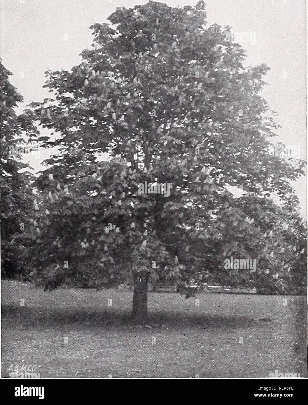 . C. M. Hobbs &amp; Sons. Nurseries Horticulture Catalogs; Evergreens Catalogs; Fruit trees Catalogs; Climbing plants Catalogs; Shrubs Catalogs; Flowers Catalogs; Vegetables Catalogs. BRIDGEPORT, INDIANA. 31 Ohio Buckeye (A. Glabra)âA native of the Western States forming a large sized tree; leaves are smooth and the flowers yellow; blooms before other varieties. Red Flowering Horse Chestnut (A. H. var. rubicunda)âOne of the finest trees in culti- vation; flowers a showy red; blooms a little later than the white; when the two varieties are planted together they make a very effec- tive contrast. Stock Photo
