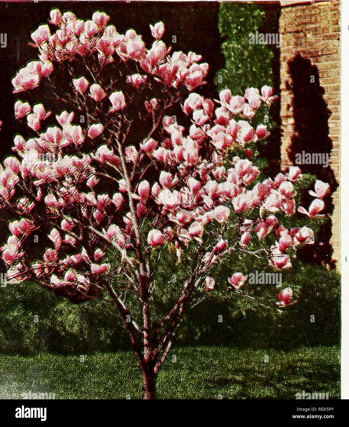 . C. M. Hobbs &amp; Sons. Nurseries Horticulture Catalogs; Evergreens Catalogs; Fruit trees Catalogs; Climbing plants Catalogs; Shrubs Catalogs; Vegetables Catalogs. MIMOSA - Silk Tree A rather small ornamental tree that grows rapidly under a variety of soil conditions. Graceful fern-like leaves and pink flowers in clusters at the end of the branches in May and June. OAK - Que re us PIN OAK (Q. palustris). One of the finest and most graceful as well as beautiful of all the shade trees. Very symmetrical, the branches grow horizontally from a central trunk and the lower branches bend down touchi Stock Photo
