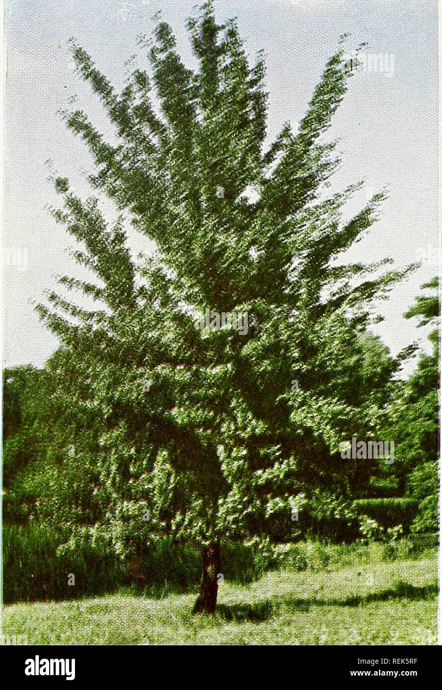 . C. M. Hobbs &amp; Sons. Nurseries Horticulture Catalogs; Evergreens Catalogs; Fruit trees Catalogs; Climbing plants Catalogs; Shrubs Catalogs; Vegetables Catalogs. C. M. HOBBS &amp; SONS, Inc.. MIMOSA - Silk Tree A rather small ornamental tree that grows rapidly under a variety of soil conditions. Graceful fern-like leaves and pink flowers in clusters at the end of the branches in May and June. OAK - Que re us PIN OAK (Q. palustris). One of the finest and most graceful as well as beautiful of all the shade trees. Very symmetrical, the branches grow horizontally from a central trunk and the l Stock Photo