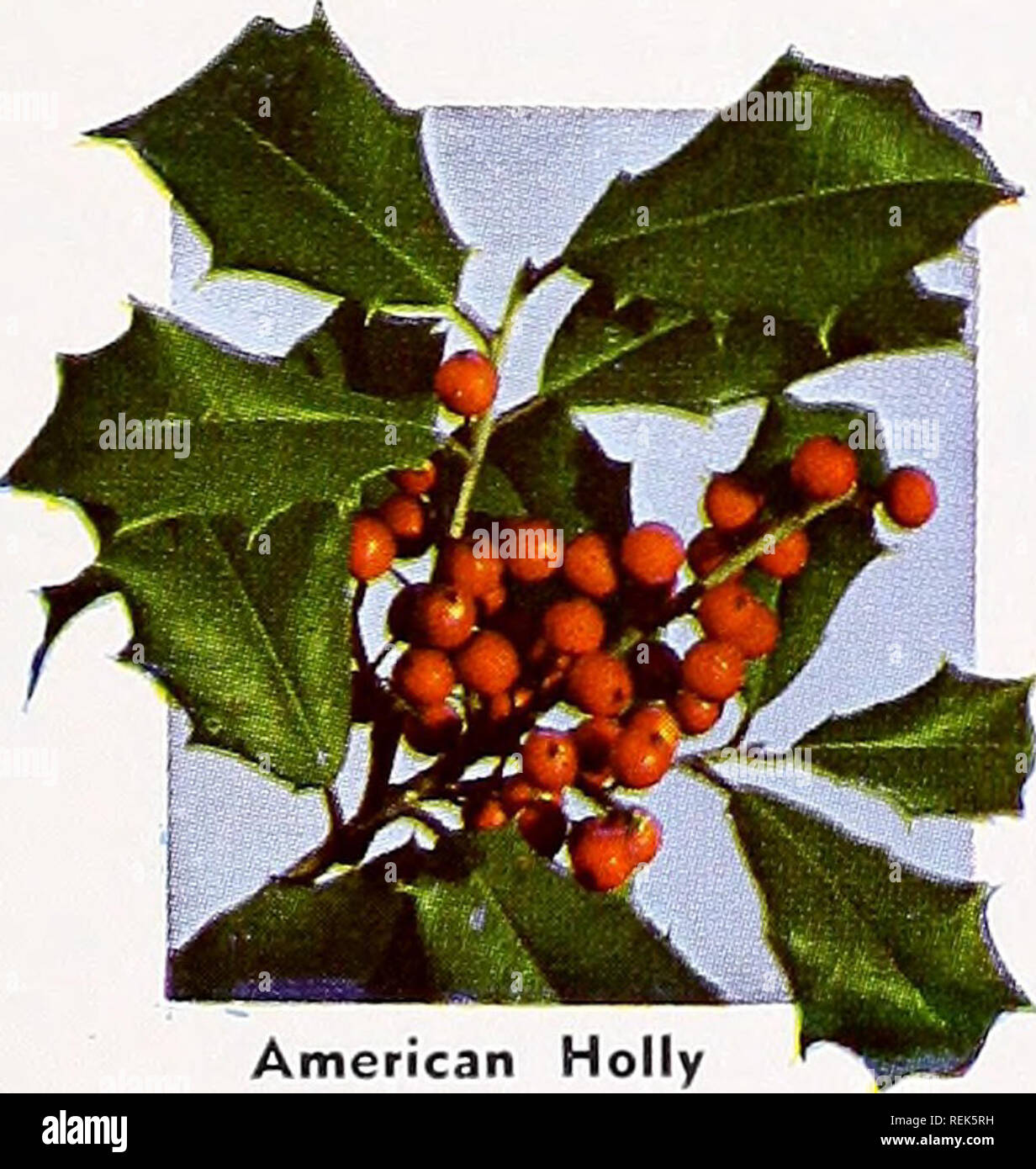 . C. M. Hobbs &amp; Sons. Nurseries Horticulture Catalogs; Evergreens Catalogs; Fruit trees Catalogs; Climbing plants Catalogs; Shrubs Catalogs; Vegetables Catalogs. Ilex Rotundifolia MAHONIA This plant slightly resembles American Holly with its rich glossy green leaves. Blooms are yellow in early summer followed by dark blue berries. The leaves turn a bronze in the fall and remain most of the winter. Valuable plant for use with ever- greens. MYRICA MYRICA Pennsylvania (Northern Bayberry). Dark glossy, aromatic, semi evergreen foliage. Waxy blue-gray berries in fall and winter. PIERIS PIERIS J Stock Photo