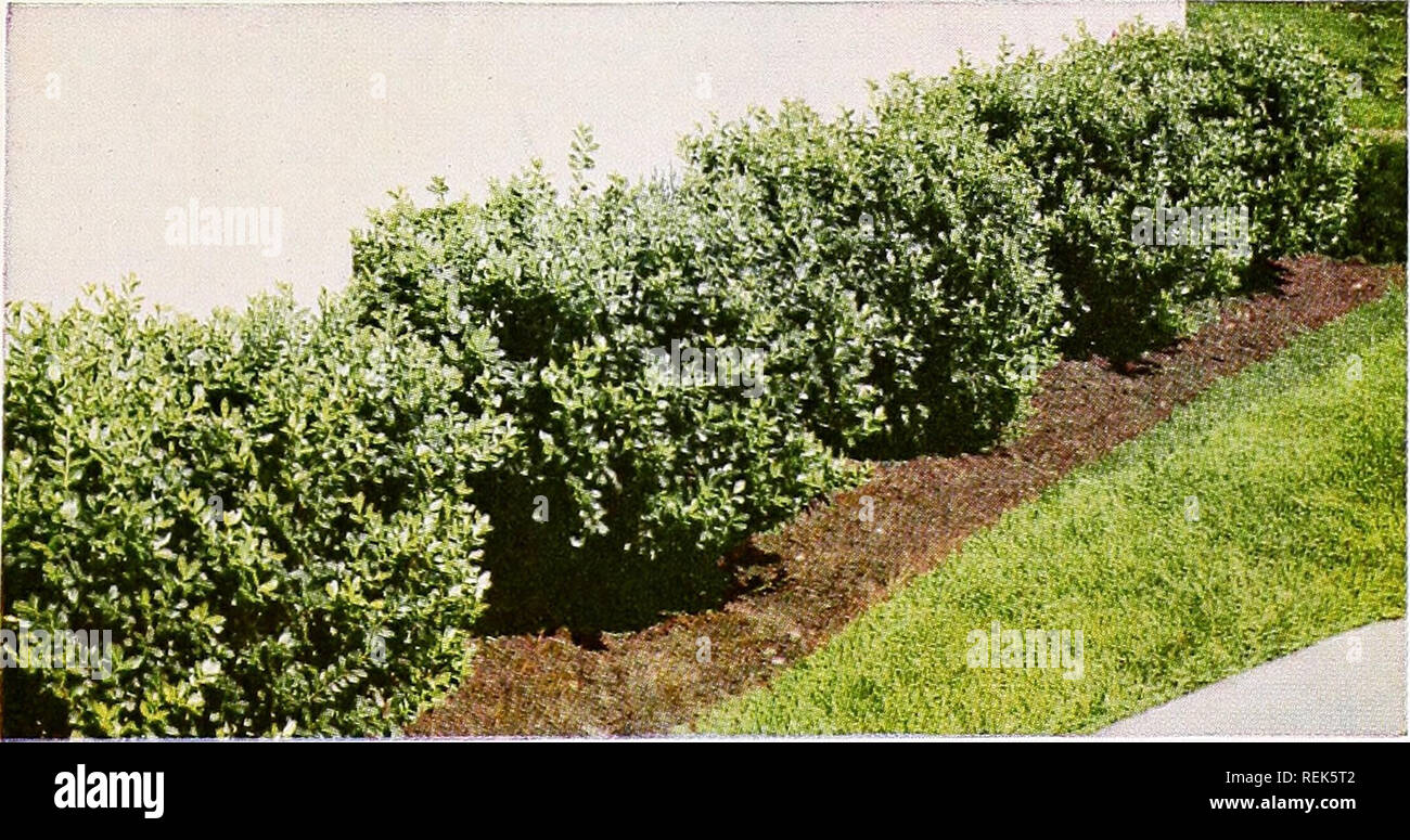Compact store japanese holly