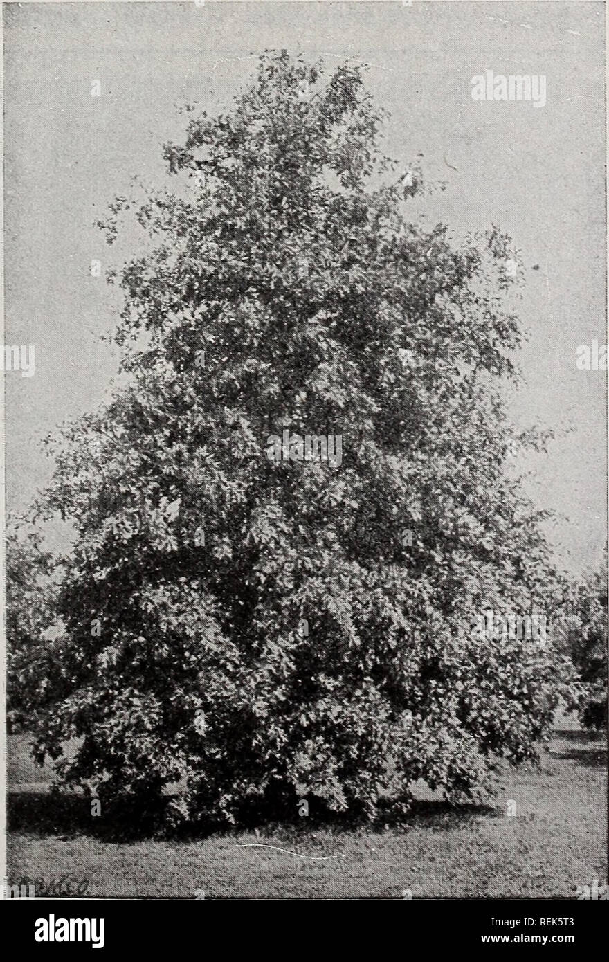 . C. M. Hobbs &amp; Sons. Nurseries Horticulture Catalogs; Evergreens Catalogs; Fruit trees Catalogs; Climbing plants Catalogs; Shrubs Catalogs; Flowers Catalogs; Vegetables Catalogs. C. M. HOBBS &amp; SONS, BRIDGEPORT, INDIANA 9 Populus - The Poplars var. deltoides (Carolina Poplar). Pyramidal in form and vigorous in growth. Leaves large. Only recommended where quick shade is de- sired. var. fasti^iata (Lombardy Poplar). Very rapid grower. Hardy. Fine for screening un- desirable views. Prunus - Plum Pissardii (Purple-leaved Plum). A hand- some, symmetrical small tree of formal appear- ance, h Stock Photo
