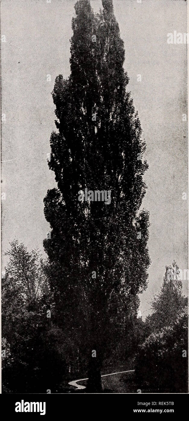 . C. M. Hobbs &amp; Sons. Nurseries Horticulture Catalogs; Evergreens Catalogs; Fruit trees Catalogs; Climbing plants Catalogs; Shrubs Catalogs; Flowers Catalogs; Vegetables Catalogs. Sforus alba Tatarica pendula—Tea's Weeping: Russian Mulberry. DECIDUOUS TREES—Continued. Larix - The Larch var. Europea. A quick growing, conical- shaped tree. Leaf buds appear in spring like tiny pink and green blossoms, followed by the soft light green foliage. Plant in well-drained soils. Liquidambar - Sweet Gum var. Styraciflua. Always a shapely tree of much decorative value, particularly in the au- tumn, whe Stock Photo