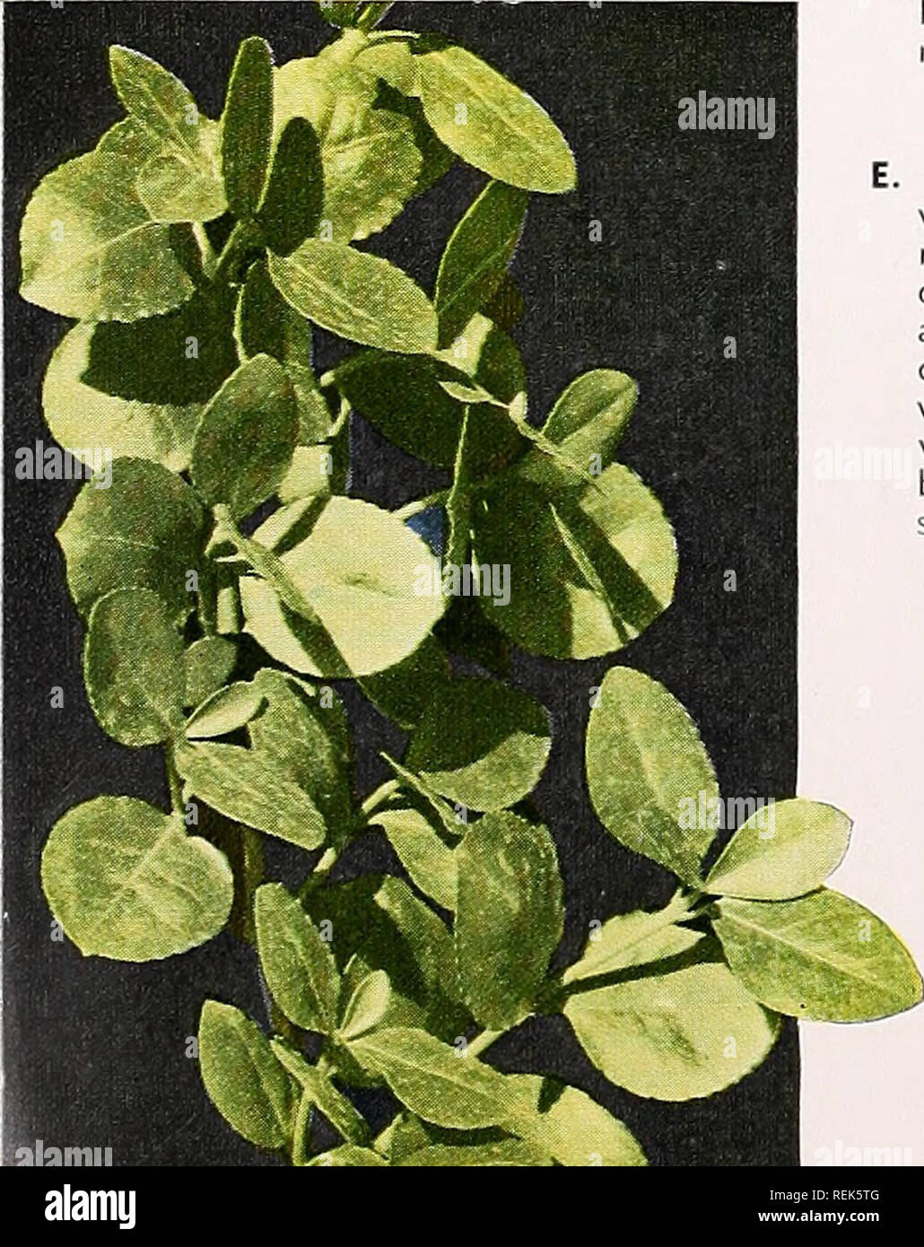. C. M. Hobbs &amp; Sons. Nurseries Horticulture Catalogs; Evergreens Catalogs; Fruit trees Catalogs; Climbing plants Catalogs; Shrubs Catalogs; Vegetables Catalogs. Berberis Julianae. E. Newport. A plant similar to E. Patens with a smaller leaf and not as large a plant at maturity. radicans erectus. A plant of dark glossy green foliage of a bushy, compact nature excellent as a speci- men, in a foundation planting or as a hedge. This plant will often hold the foliage all winter. E. Sarcoxie. Glossy green leaves simi- lar to Vegetus but more of an up- right grower. vegetus. A very versatile pla Stock Photo